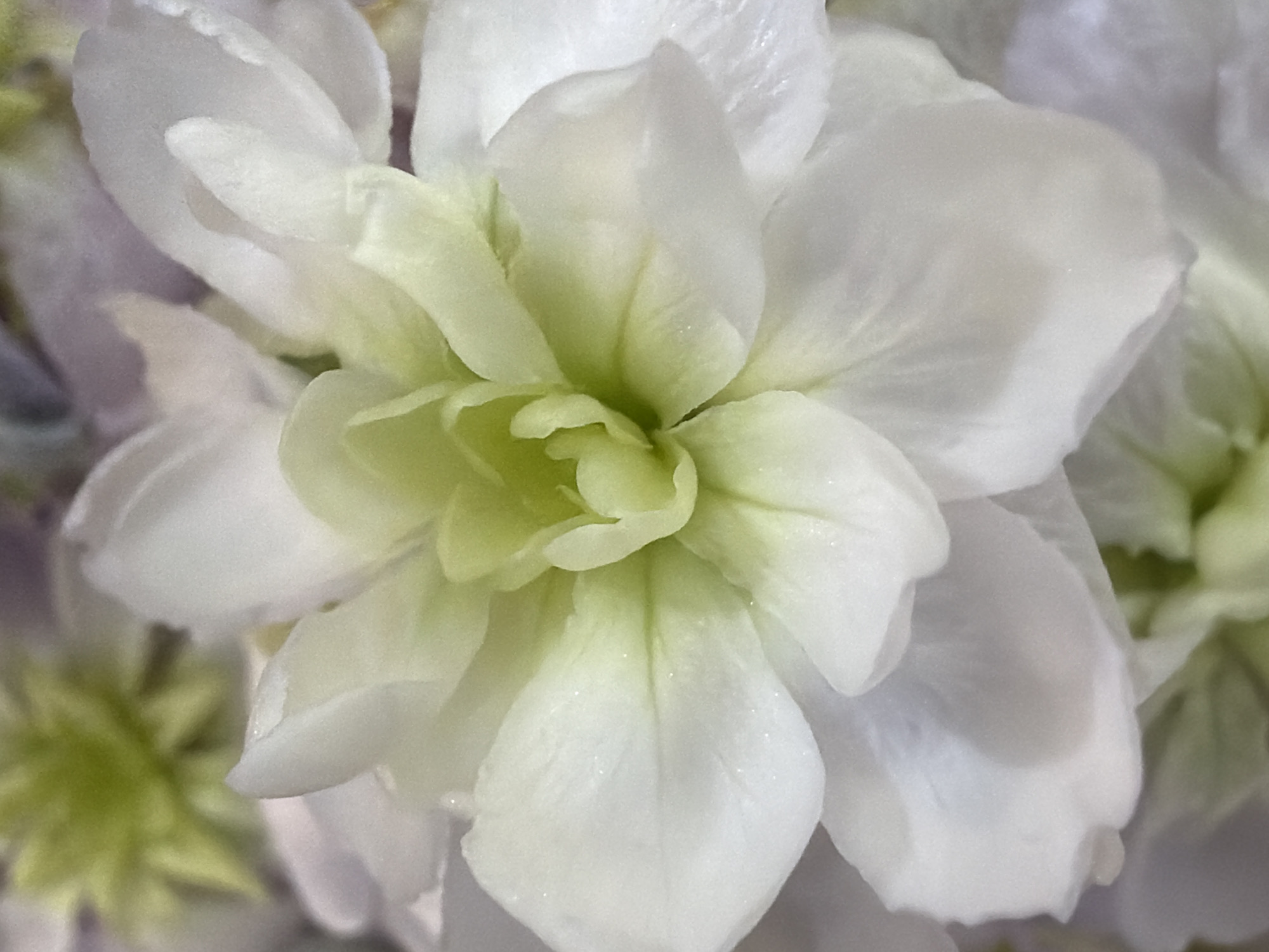 Botanical macro photography session captures diverse flower specimens