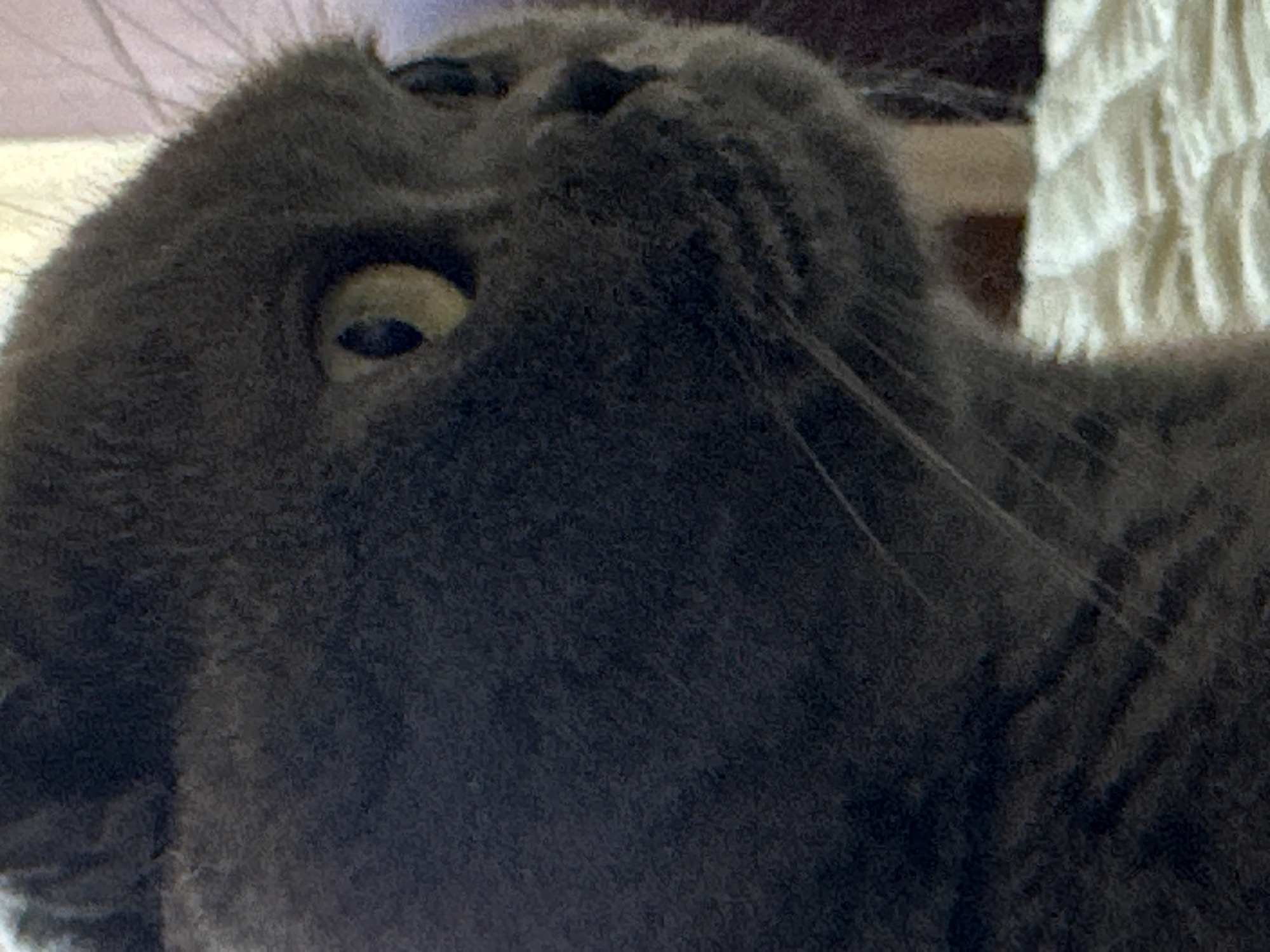 Cats, home scenes, and neighborhood views from Uzhhorod