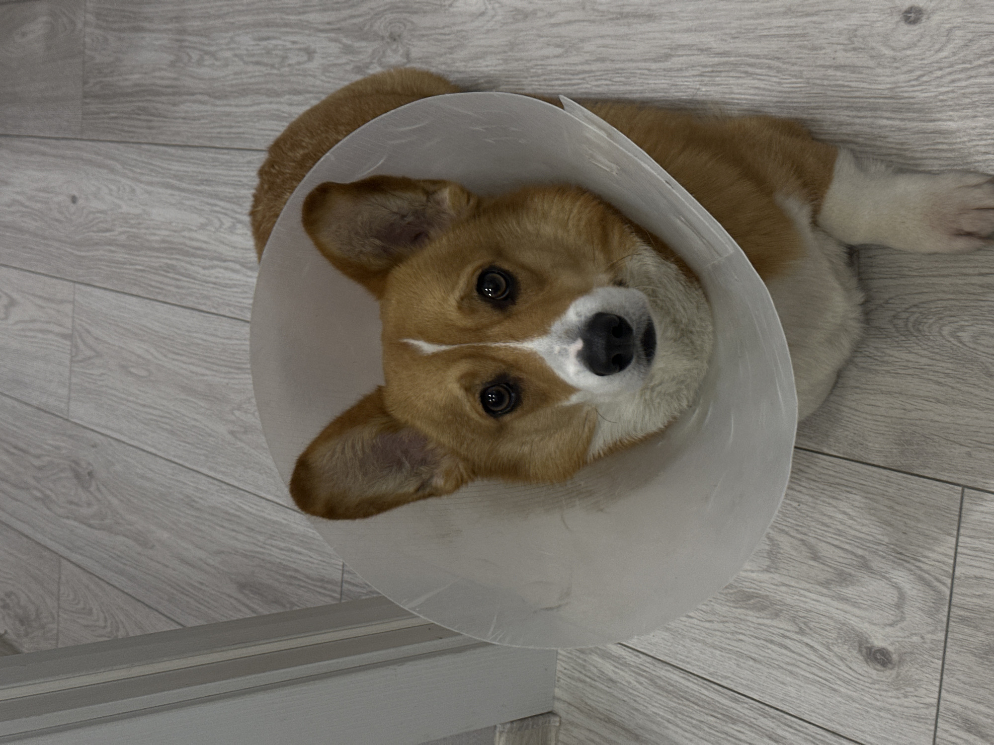Corgi recovering with medical cone in Rostov-on-Don home
