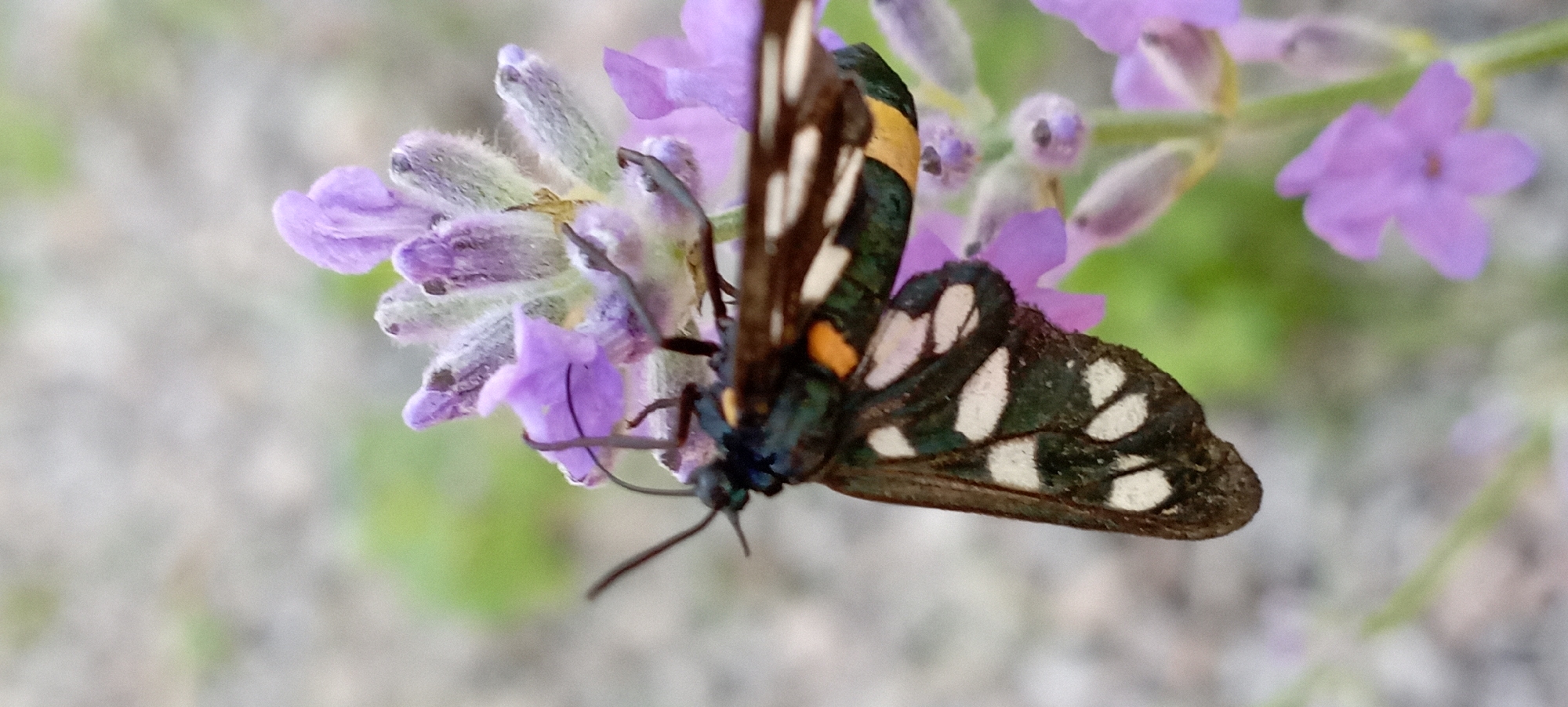 Roses, insects, and a curious cat in a Ukrainian garden