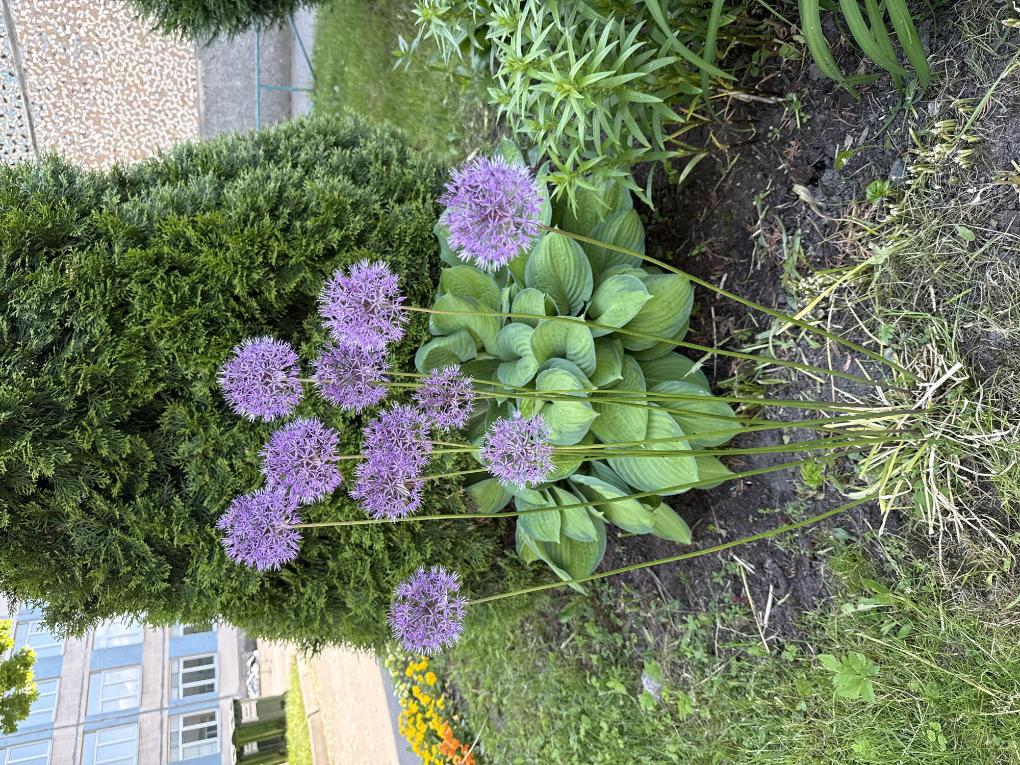 Urban garden scene documented in Saint Petersburg