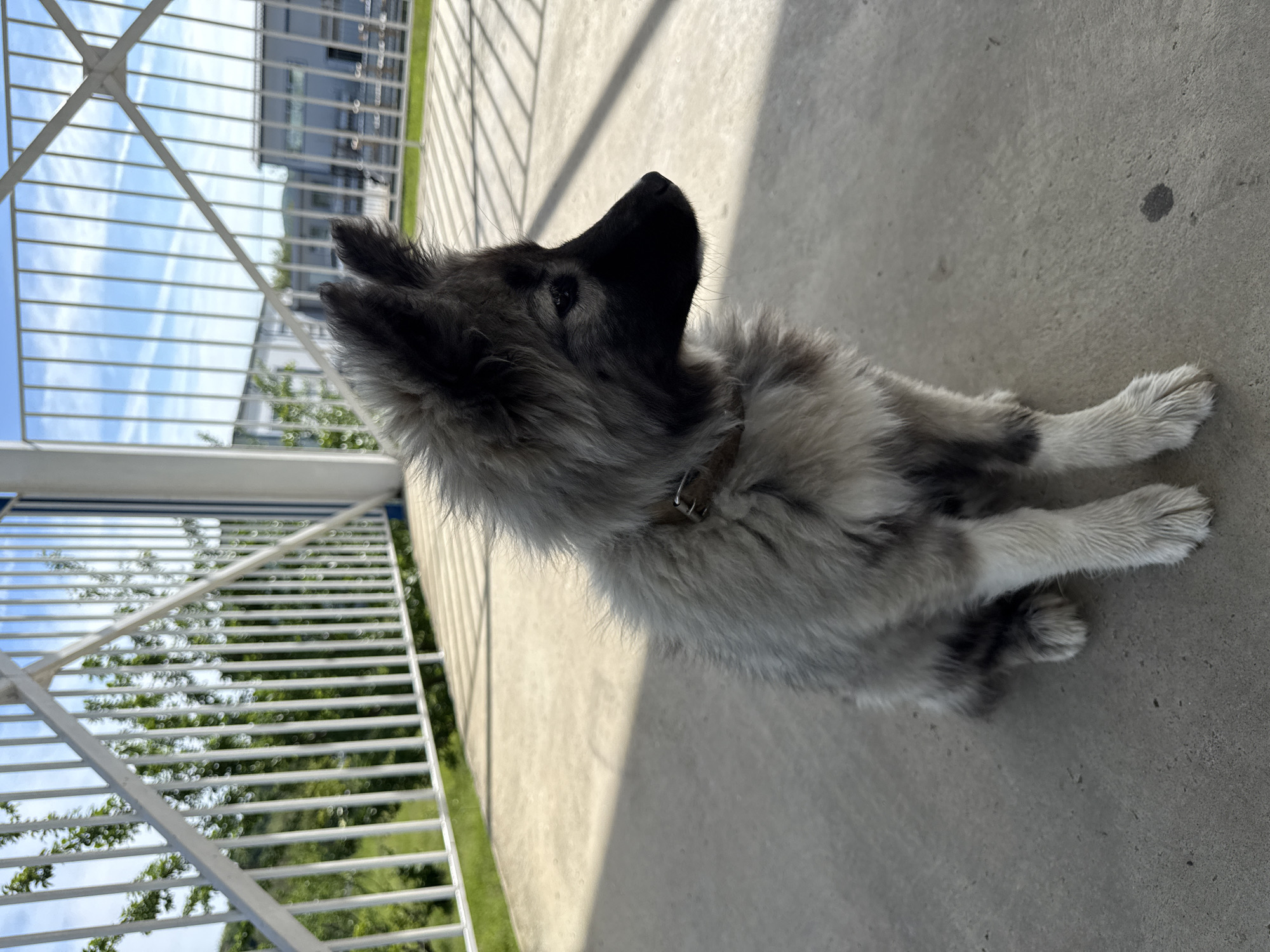 Young dog spotted around Berkovitsa, Bulgaria early morning