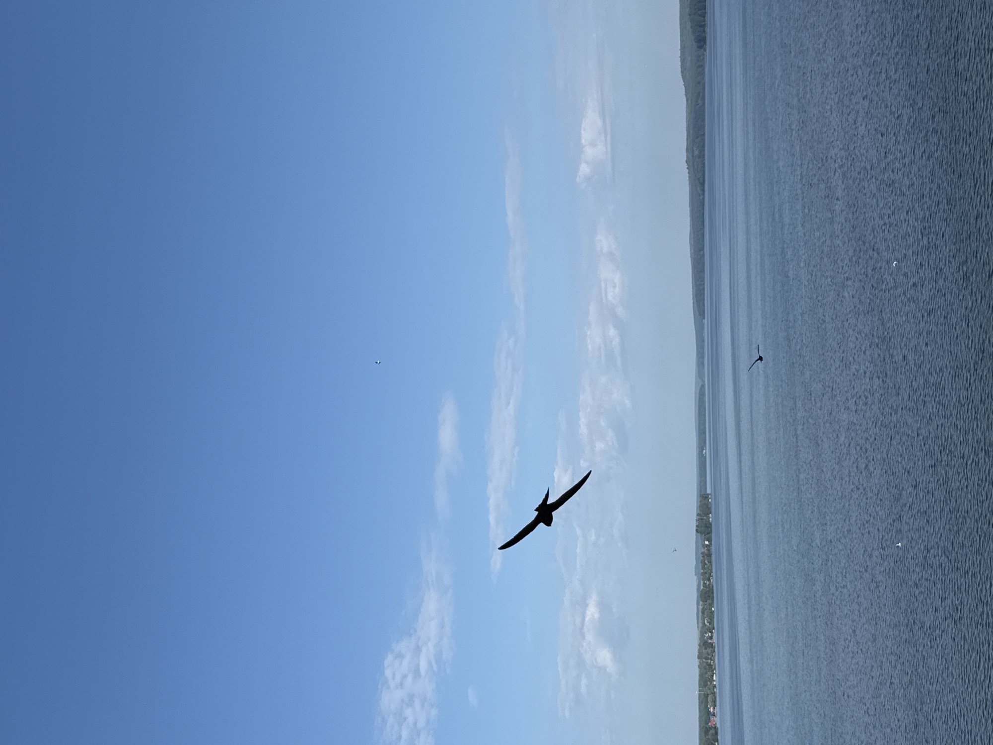 Birds in flight over Votkinsk Reservoir on a clear summer morning