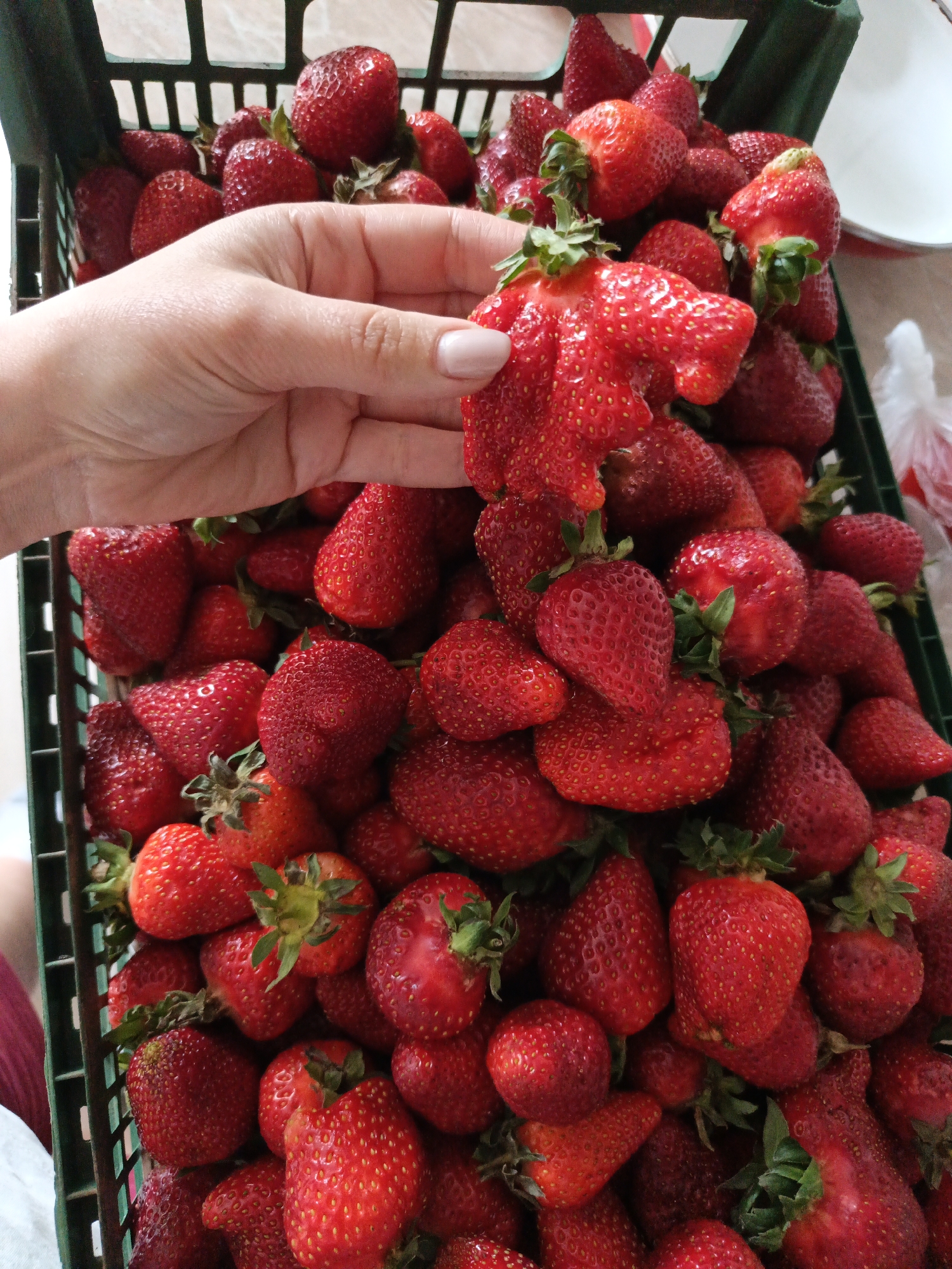 Quiet afternoon moments with pets and strawberries in Goryachiy Klyuch