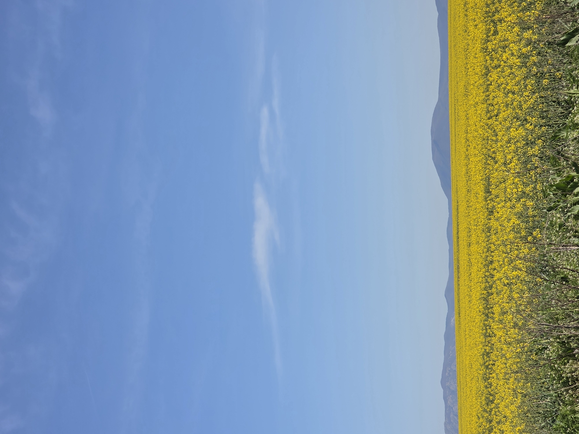 Yellow flower field captured in Drazhevo, Bulgaria