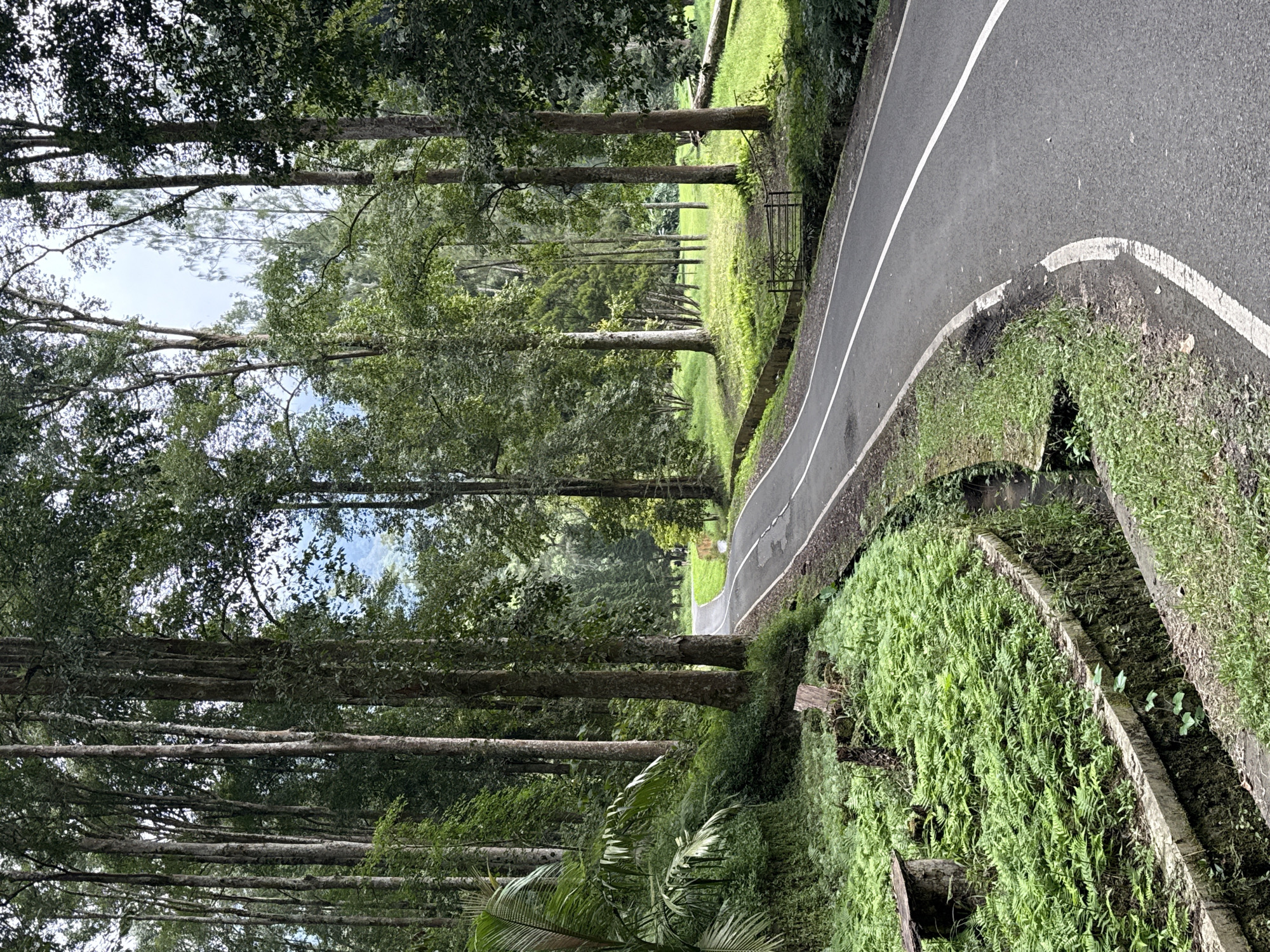 Early morning scenic drive documented through Baturiti's tropical landscapes