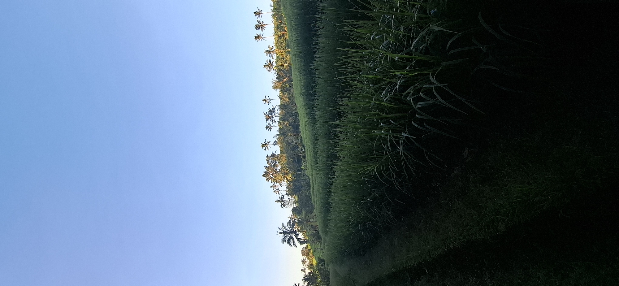 Rice terraces and rural pathways documented in Penebel, Indonesia