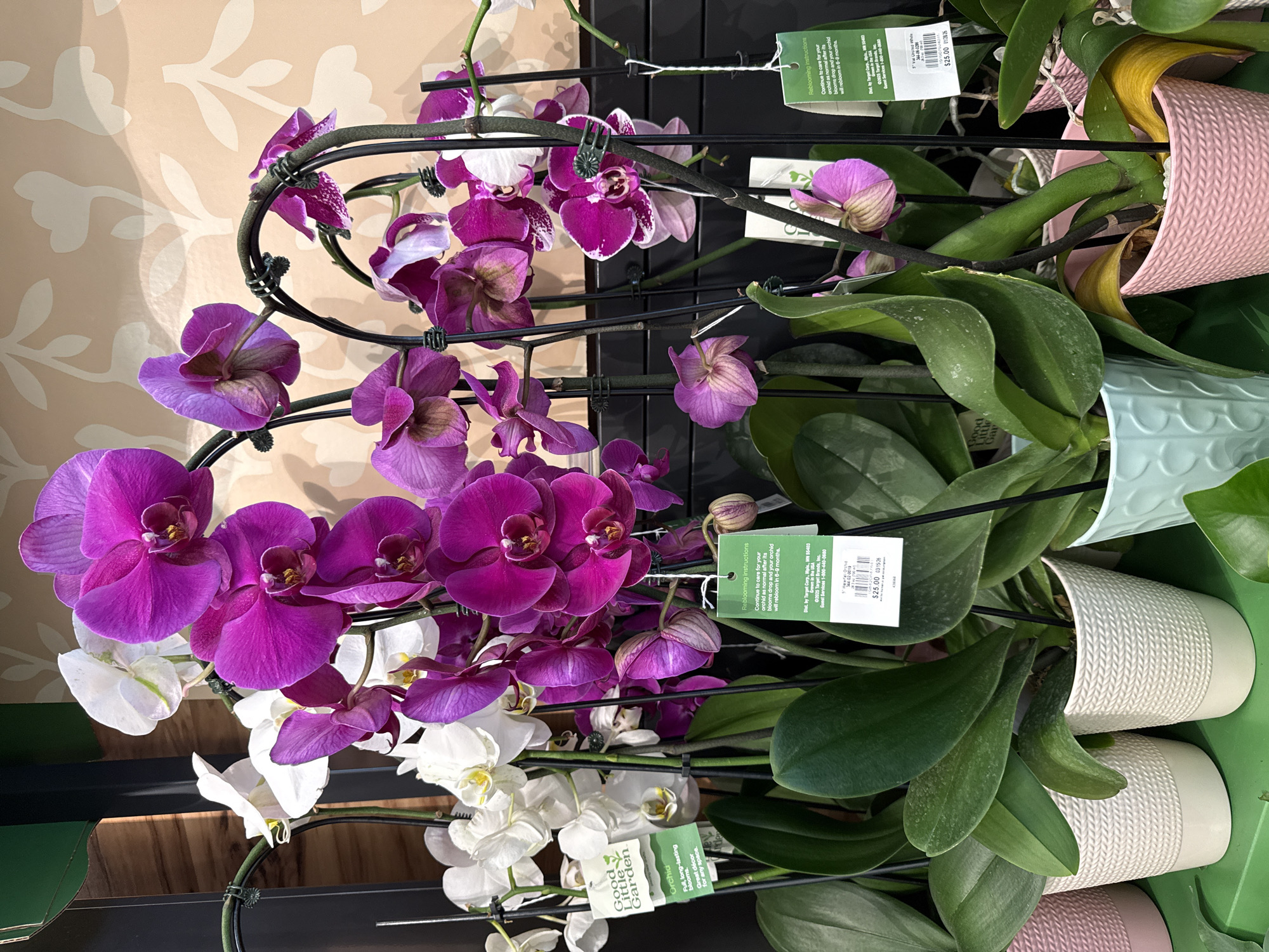 Shopper documents spring merchandise displays during Target store visit