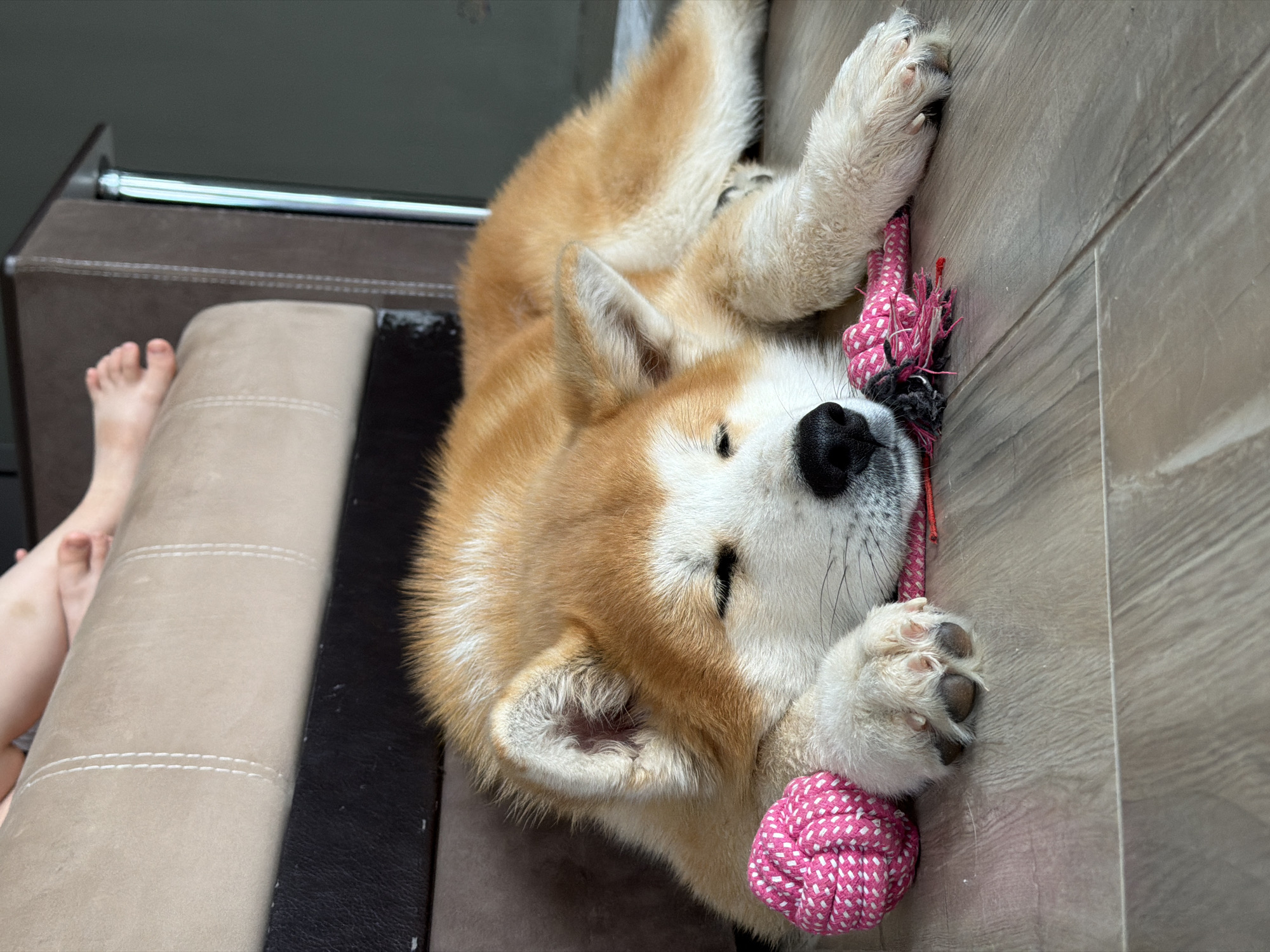 Morning memories captured in Chaikovsky: sleeping dogs, flowers, family