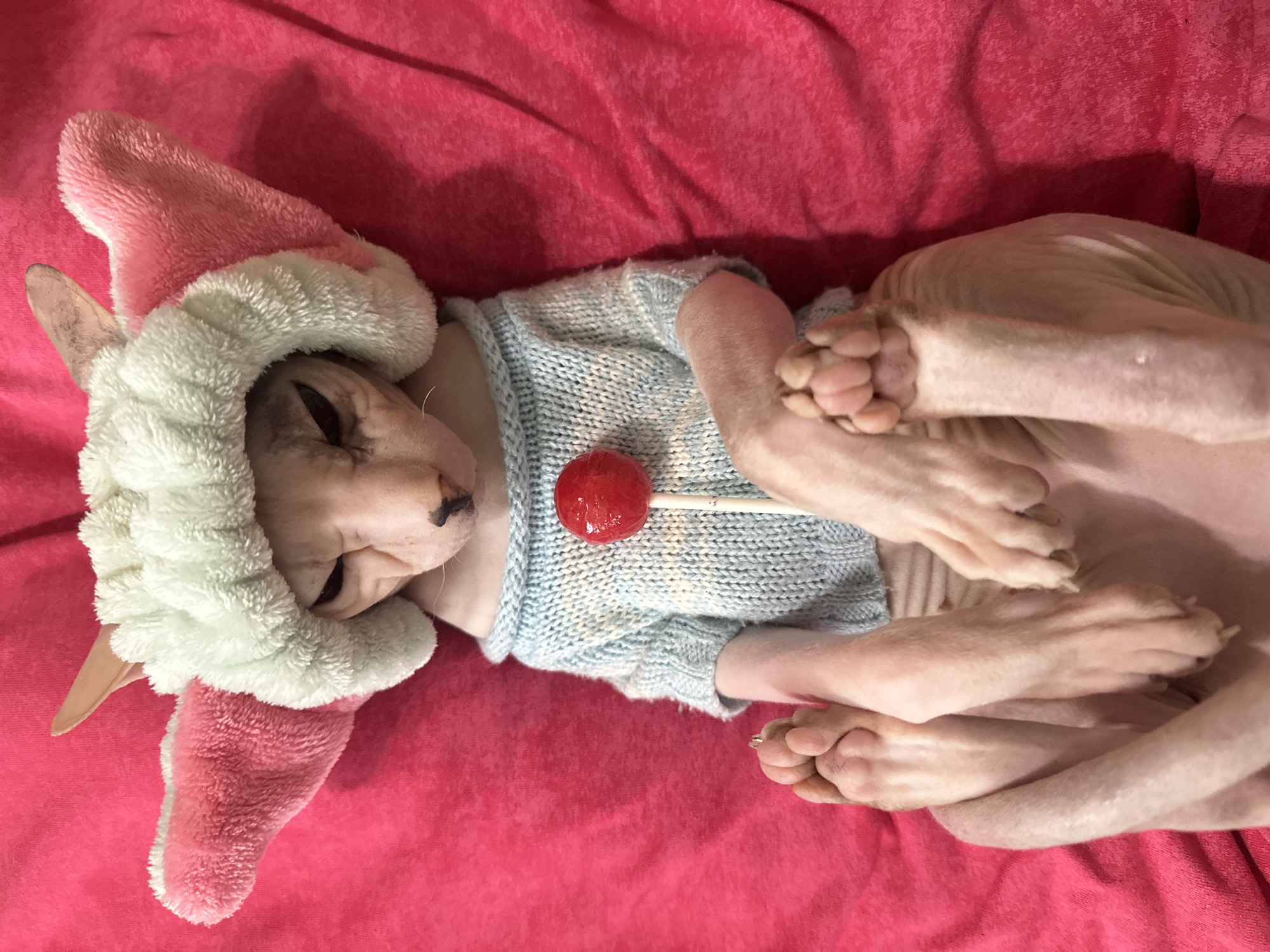 Dressed-up Sphynx cat lounges on pink blanket in Togliatti