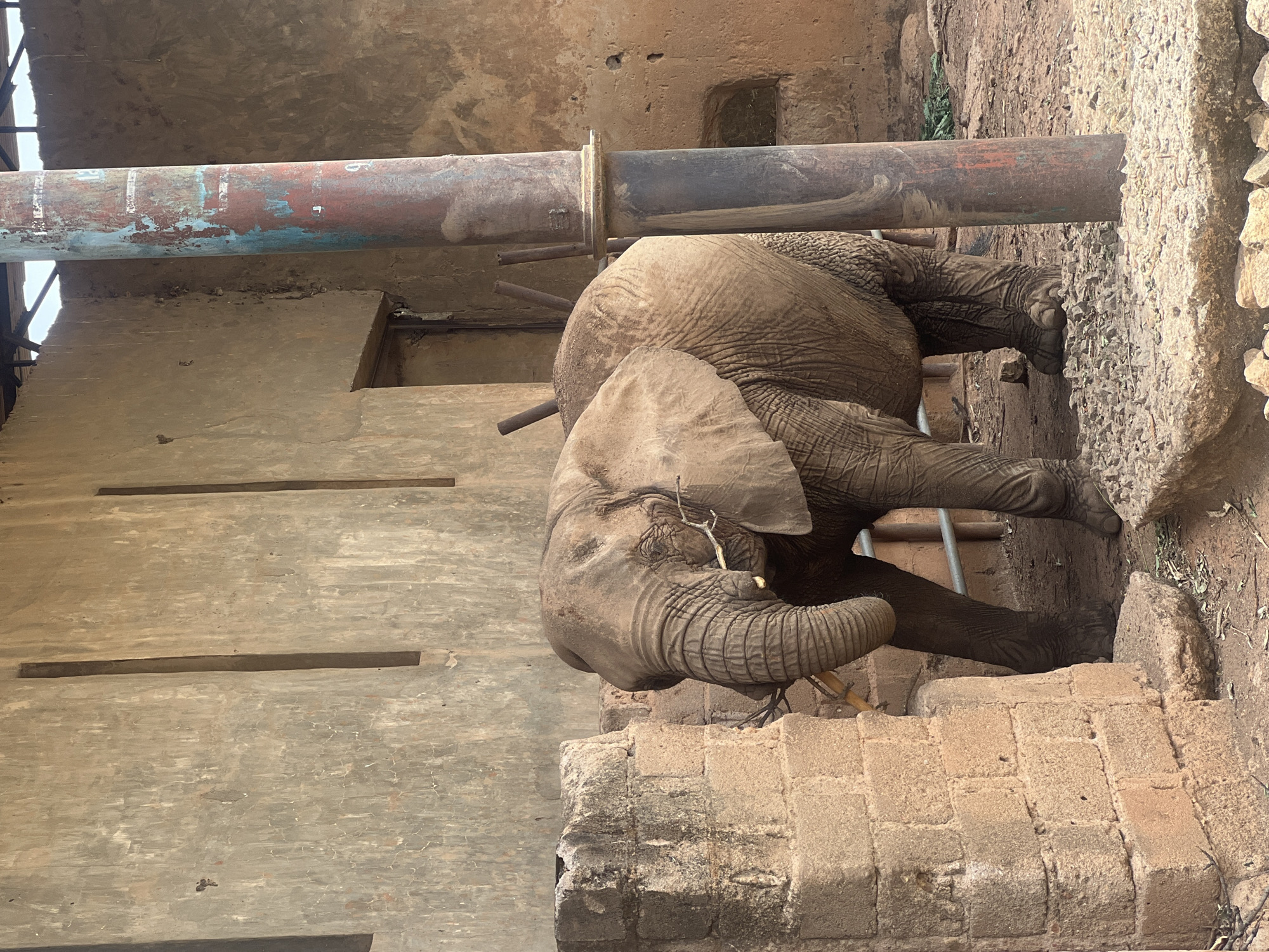 Elephant observed feeding as visitors tour Jos Wildlife Park