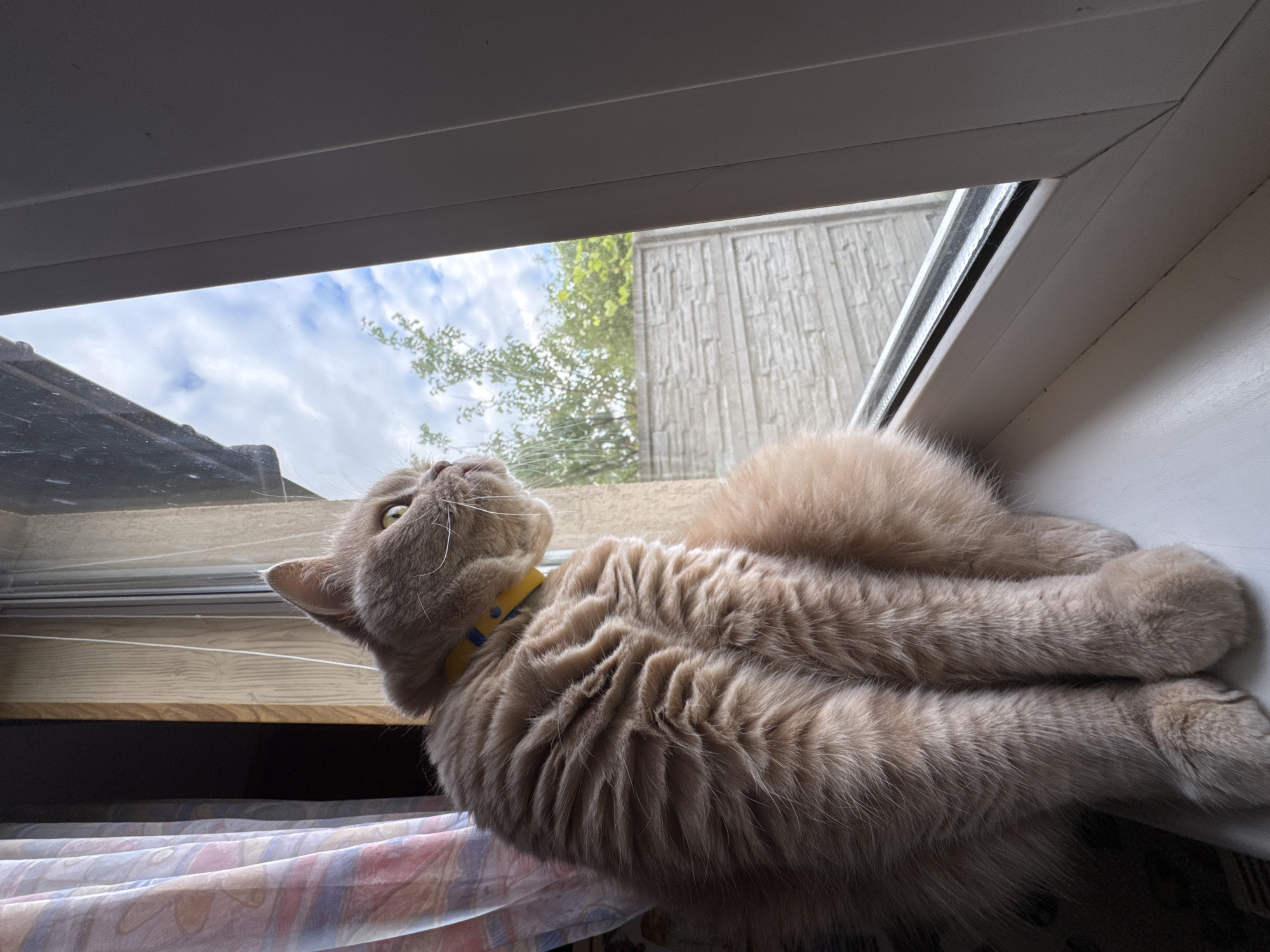 Cat's afternoon routine: windowsill watching, yawning, and mealtime
