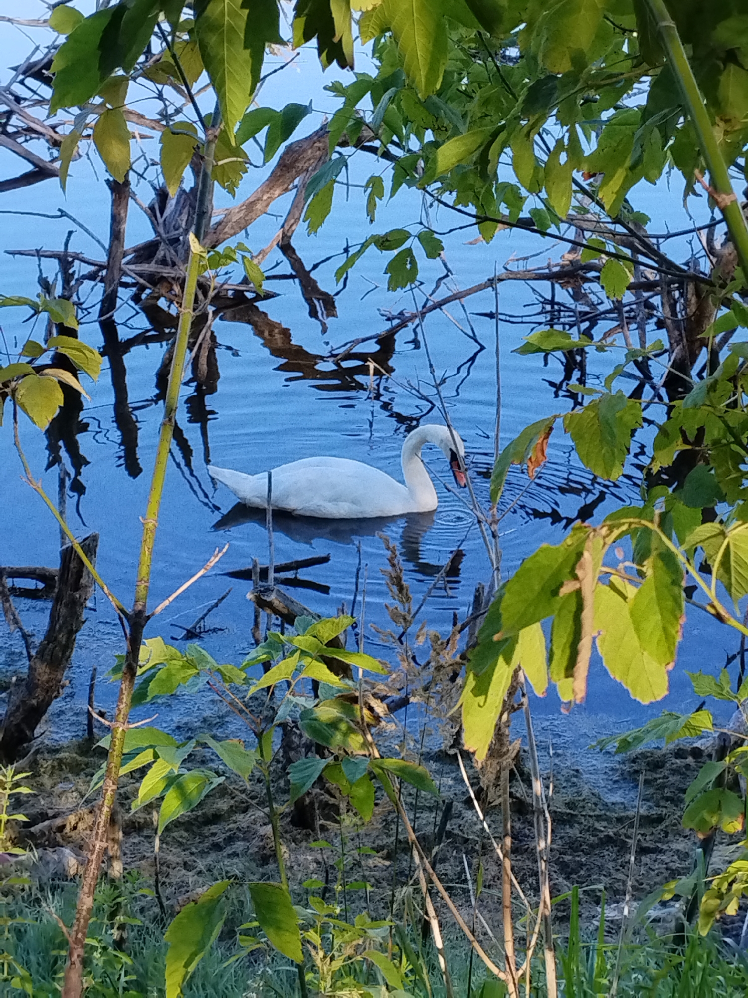 Mute swan family navigating a overgrown wetland in Minsk