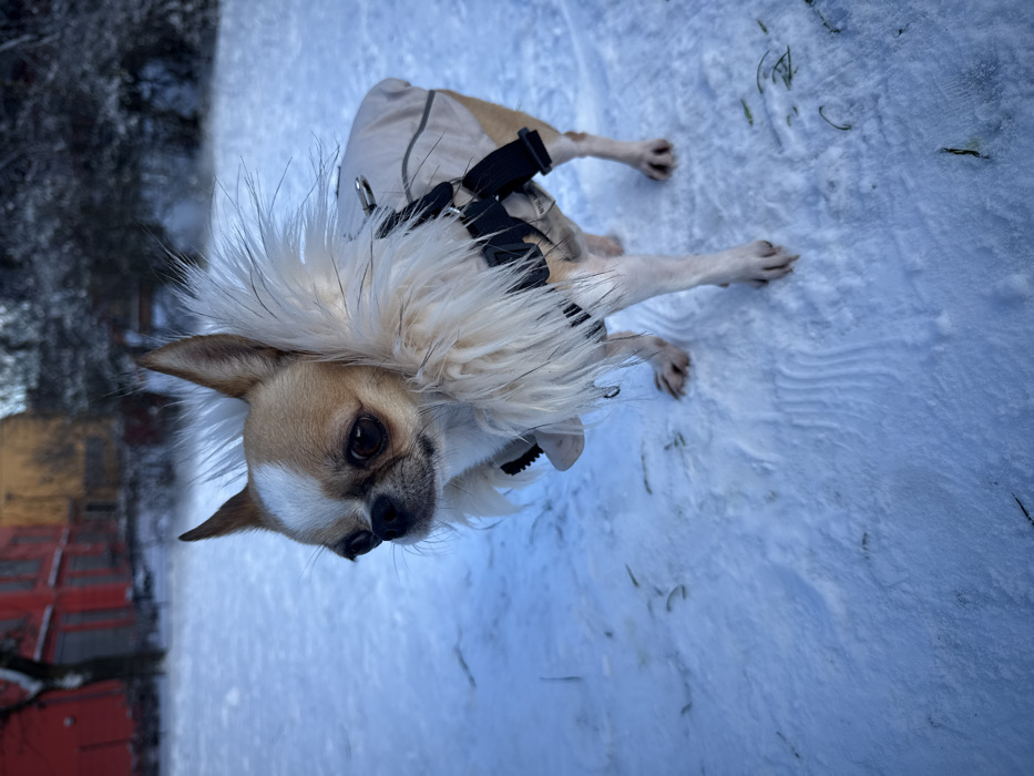 Chihuahua spotted in snowy Berlin park wearing winter clothing