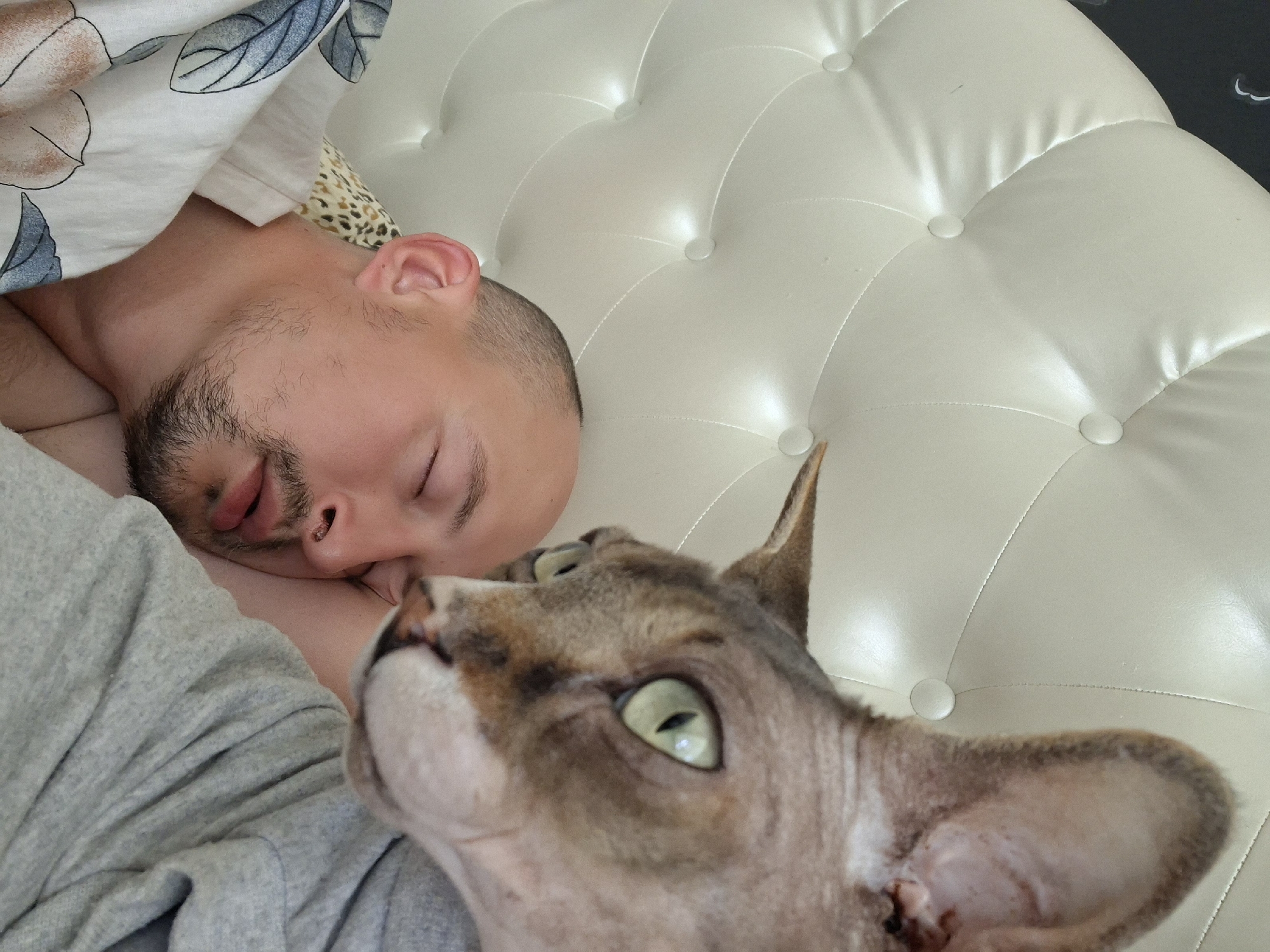 Sphynx cat steals the show on a lazy Belarus morning