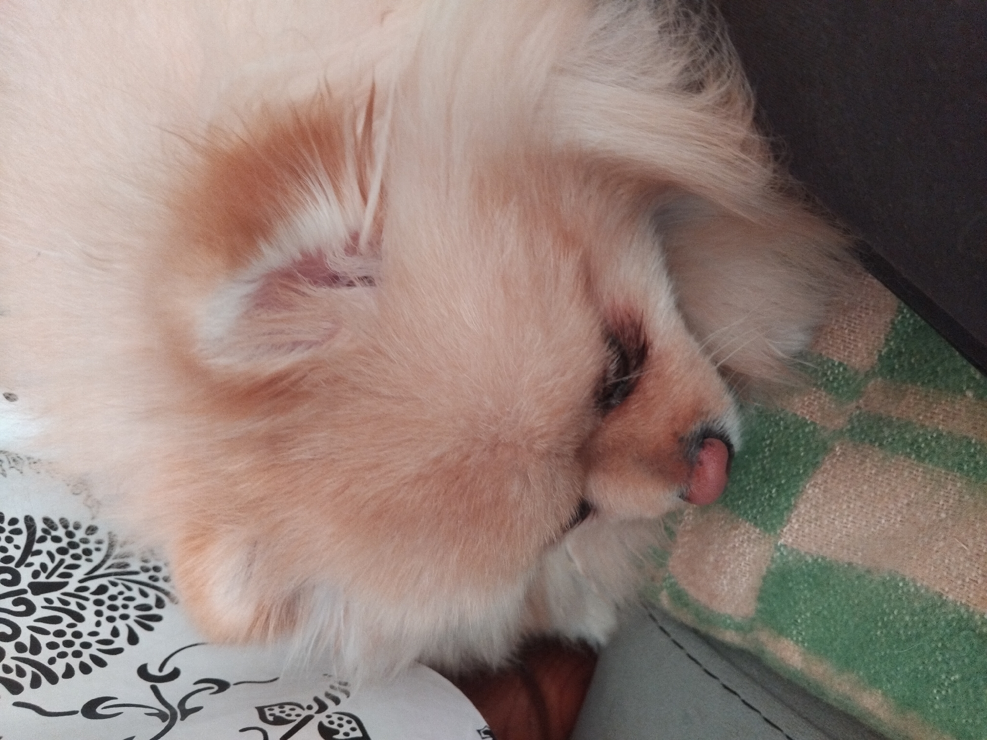 Sleeping Pomeranian dog photographed on checkered blanket in Bulgaria