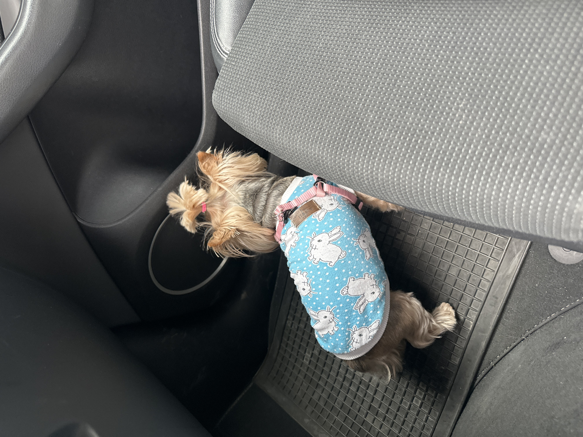 Yorkshire Terrier in decorative vest rests on car mat