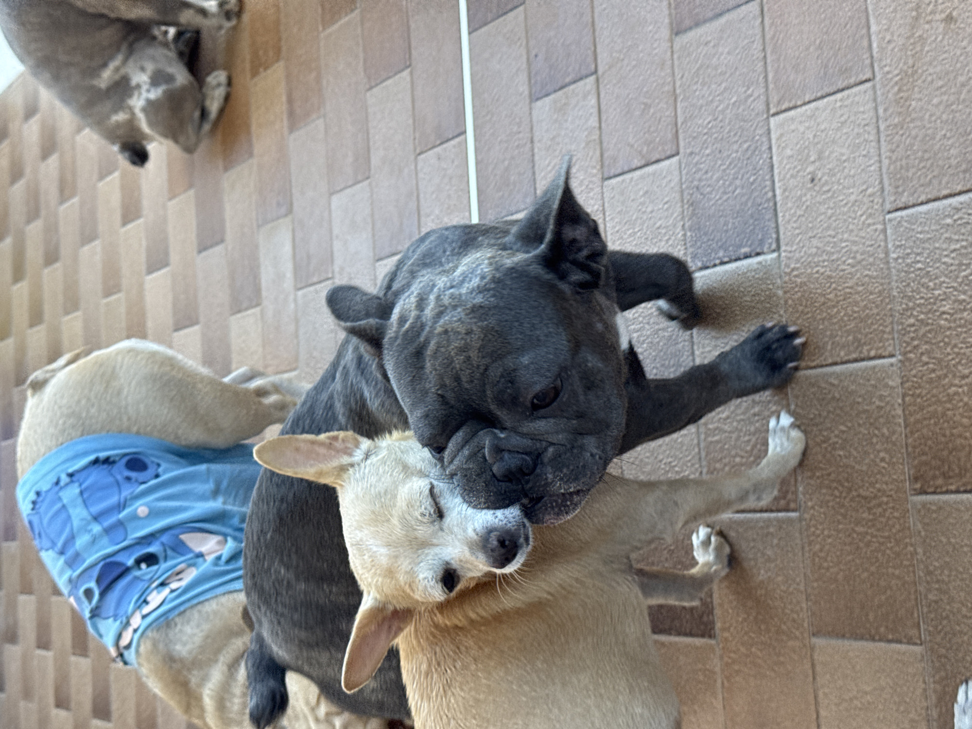 French Bulldogs ruling a patio in San Benedetto del Tronto
