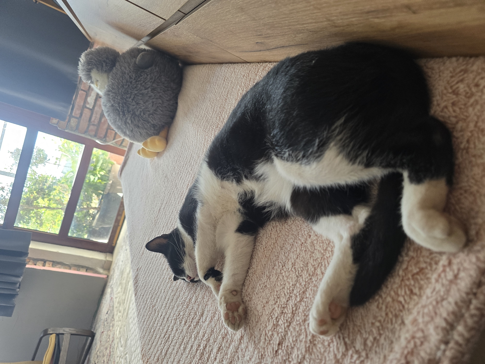 Rock climbing and lazy pets on a Podgorica morning