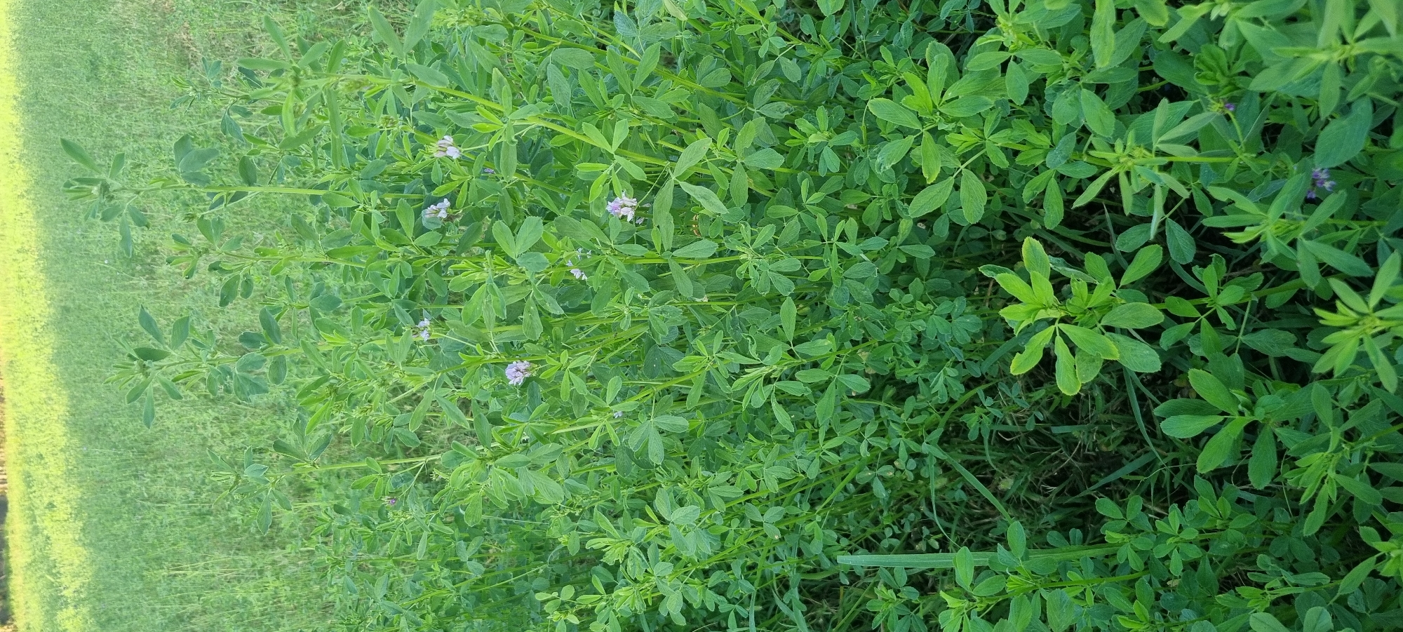 Crops and fruit trees growing in rural Jomi, Tajikistan