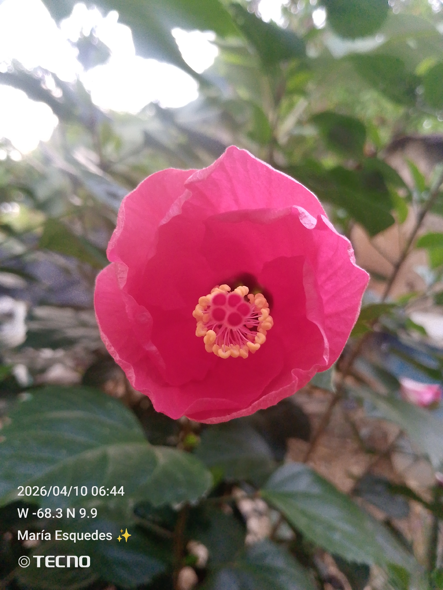 Spring garden life documented in Tinaquillo, Venezuela