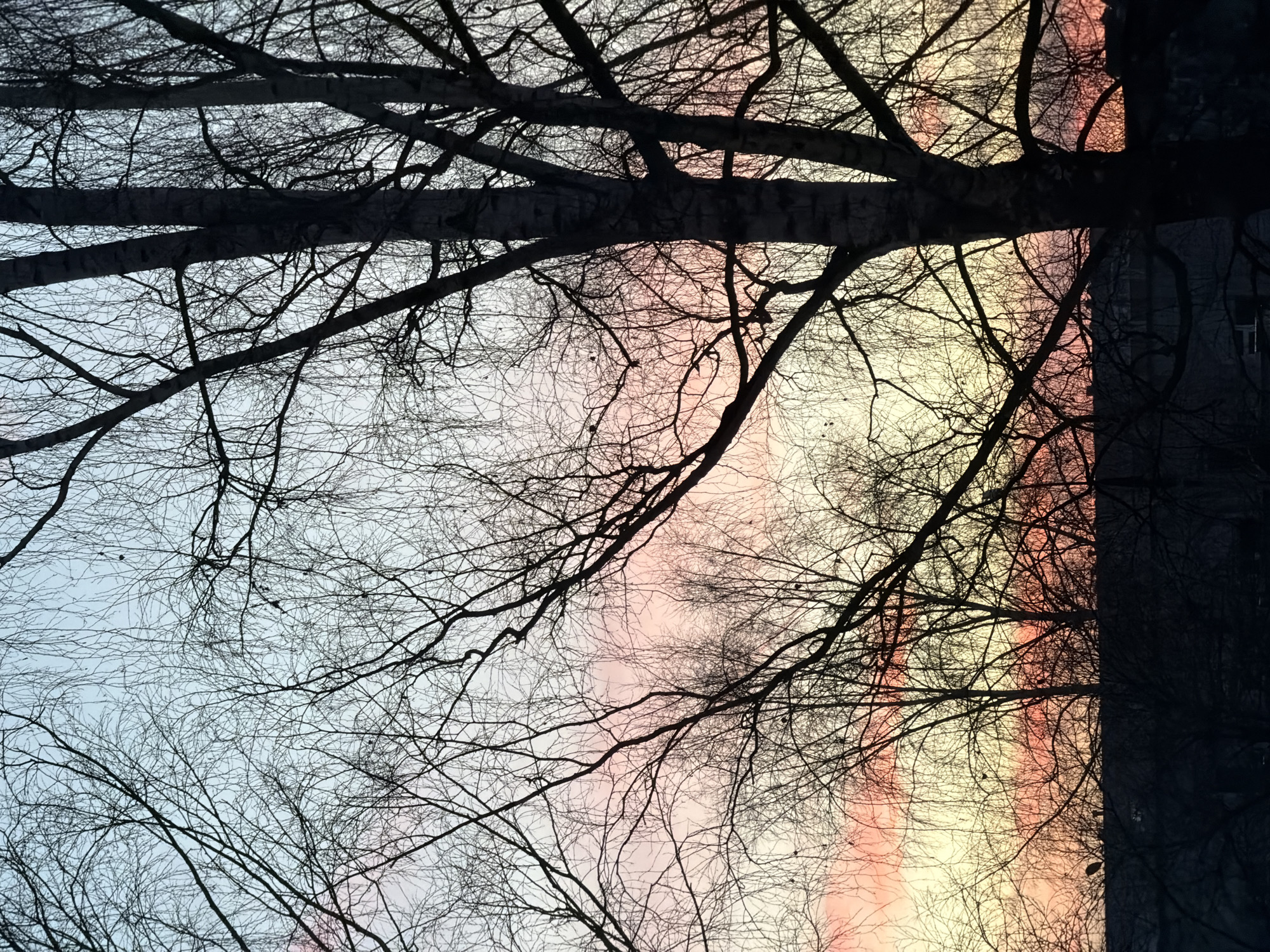 Dawn sky captured through bare branches in Izhevsk
