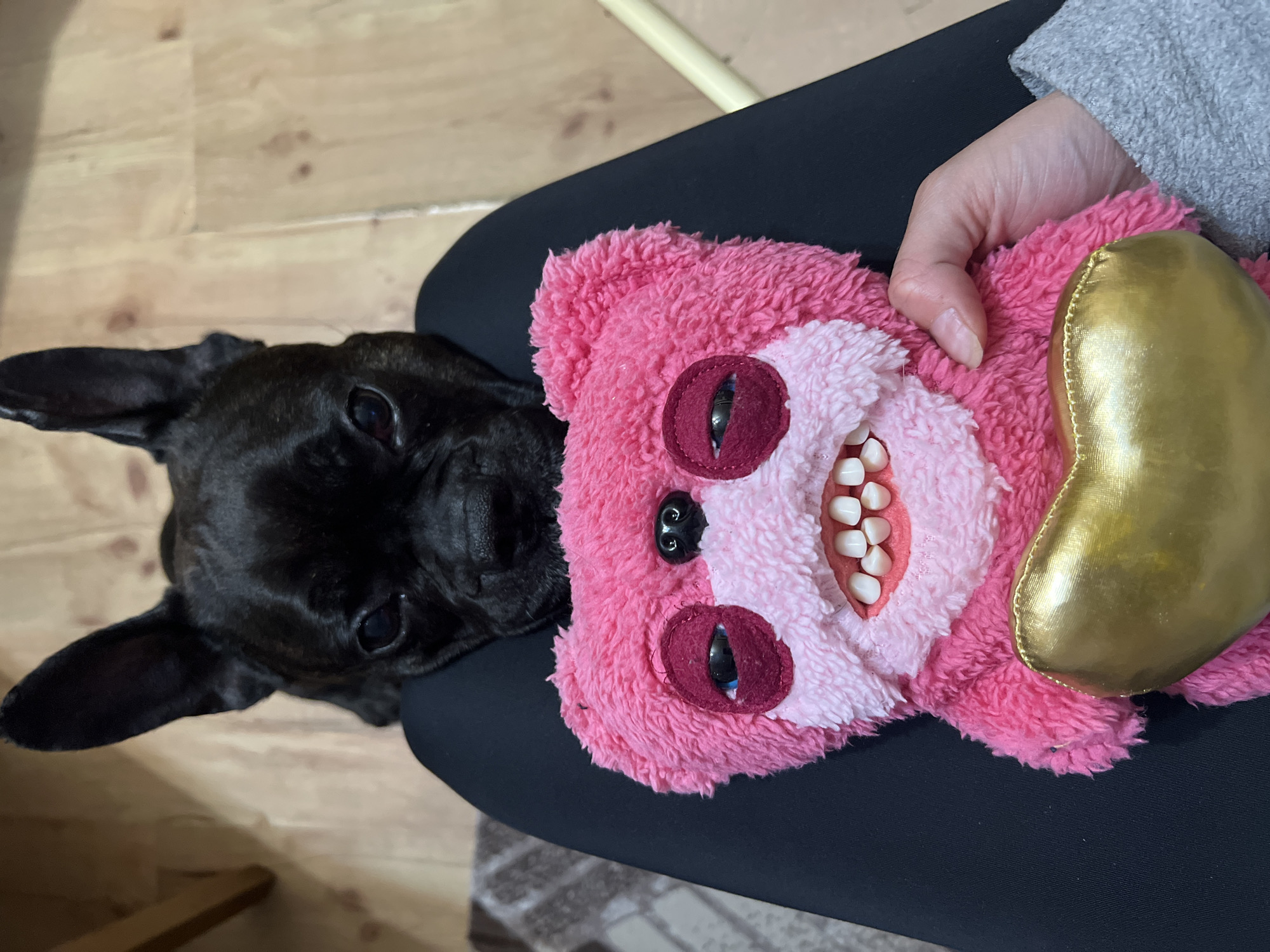 Person plays with unusual plush toy alongside French Bulldog