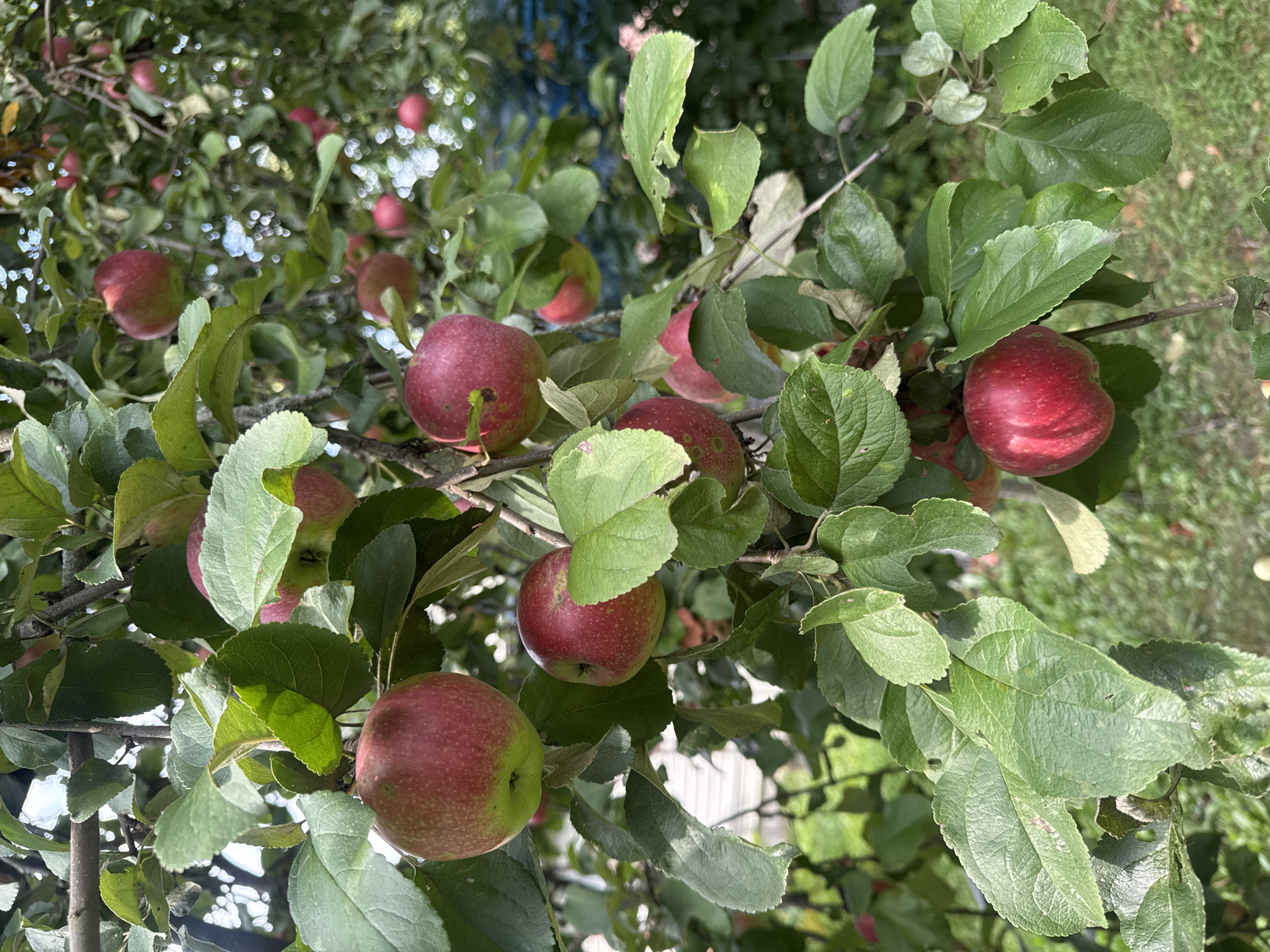 Late summer harvest ready in a Russian garden plot