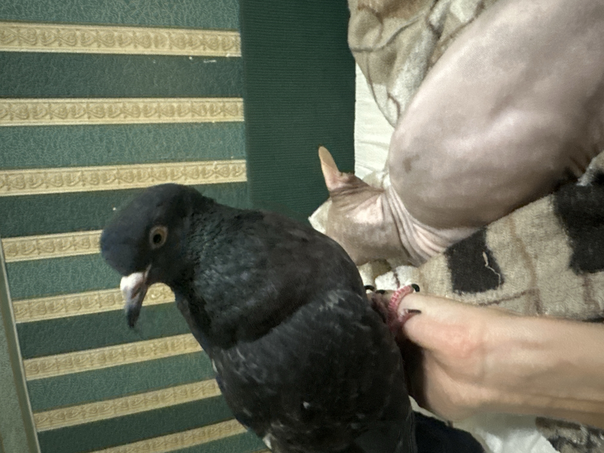 Sphynx cat and pigeon share a cozy afternoon in Togliatti