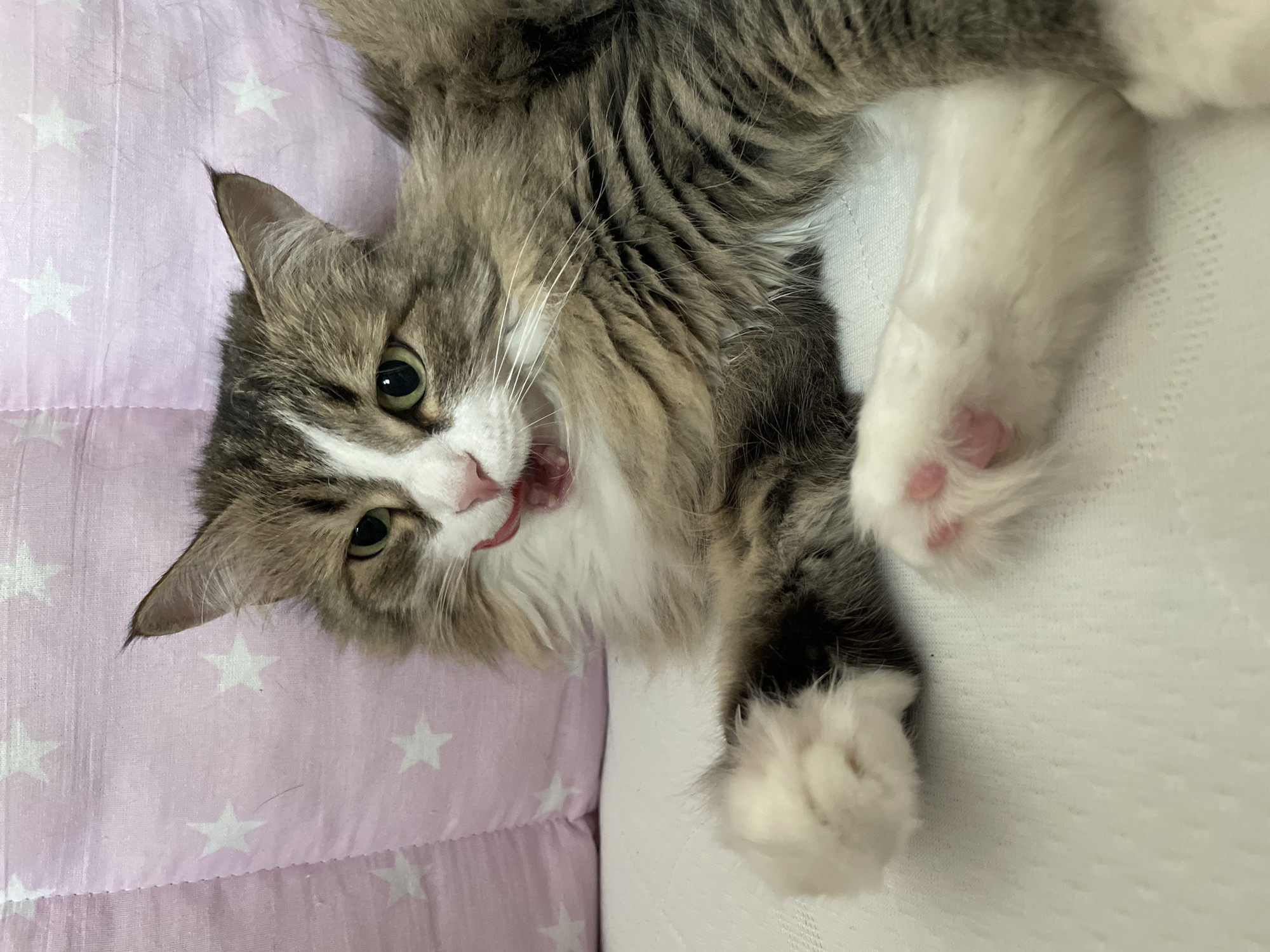 Quiet morning moments documented in Izhevsk: cat, portrait
