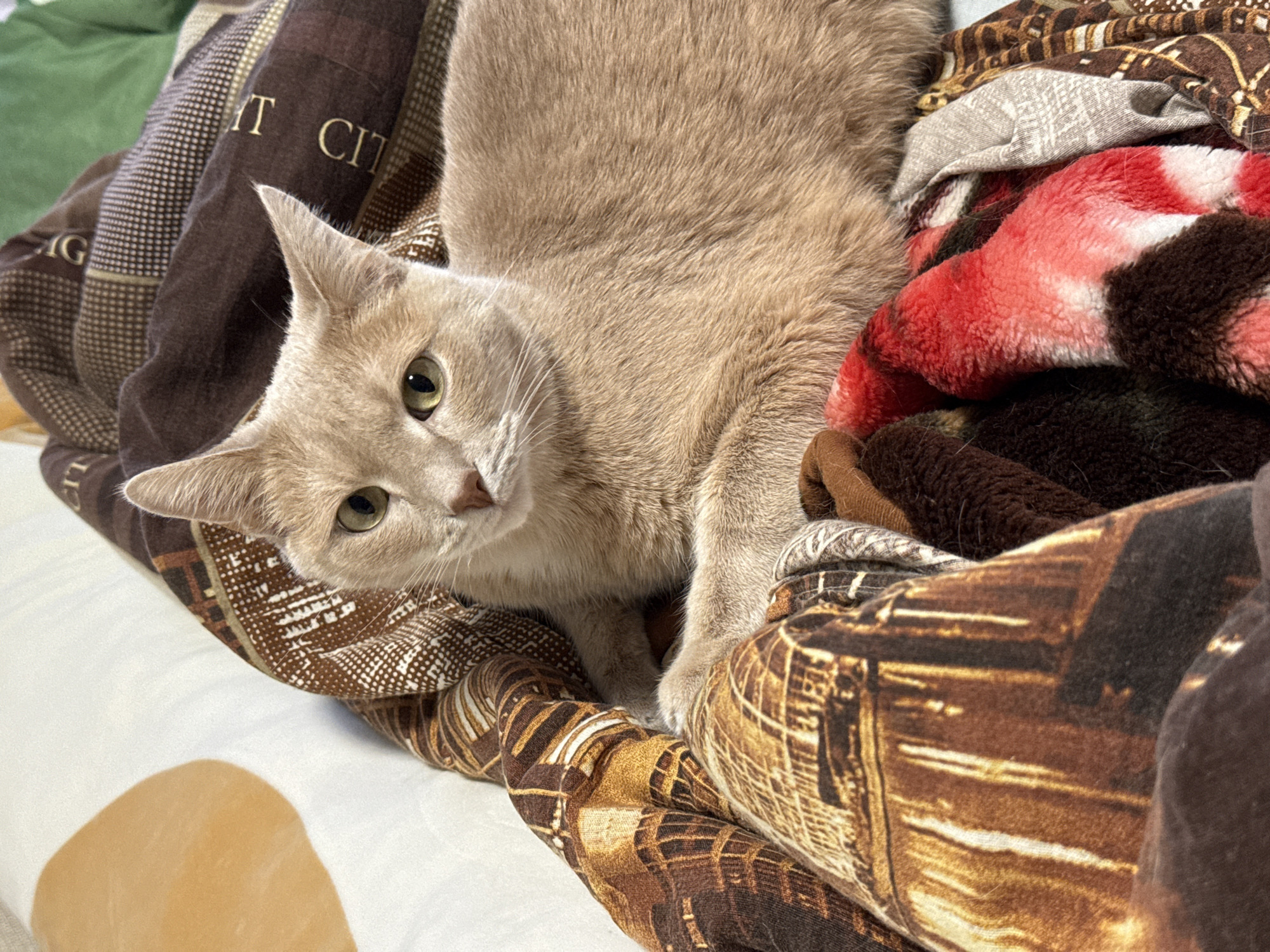 Cat rests on patterned blankets in Chaikovsky, Russia