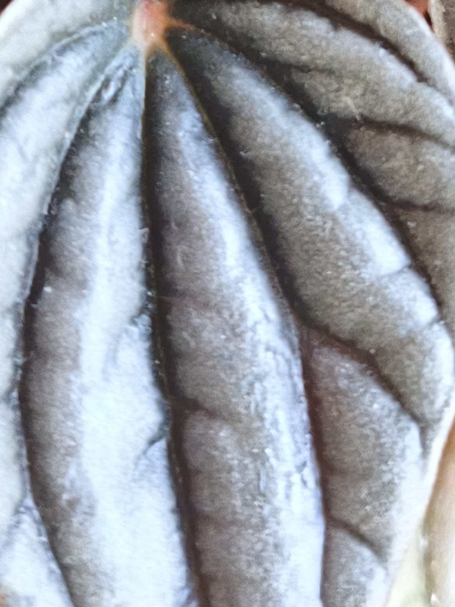 Close-up botanical photography session documented in Plovdiv
