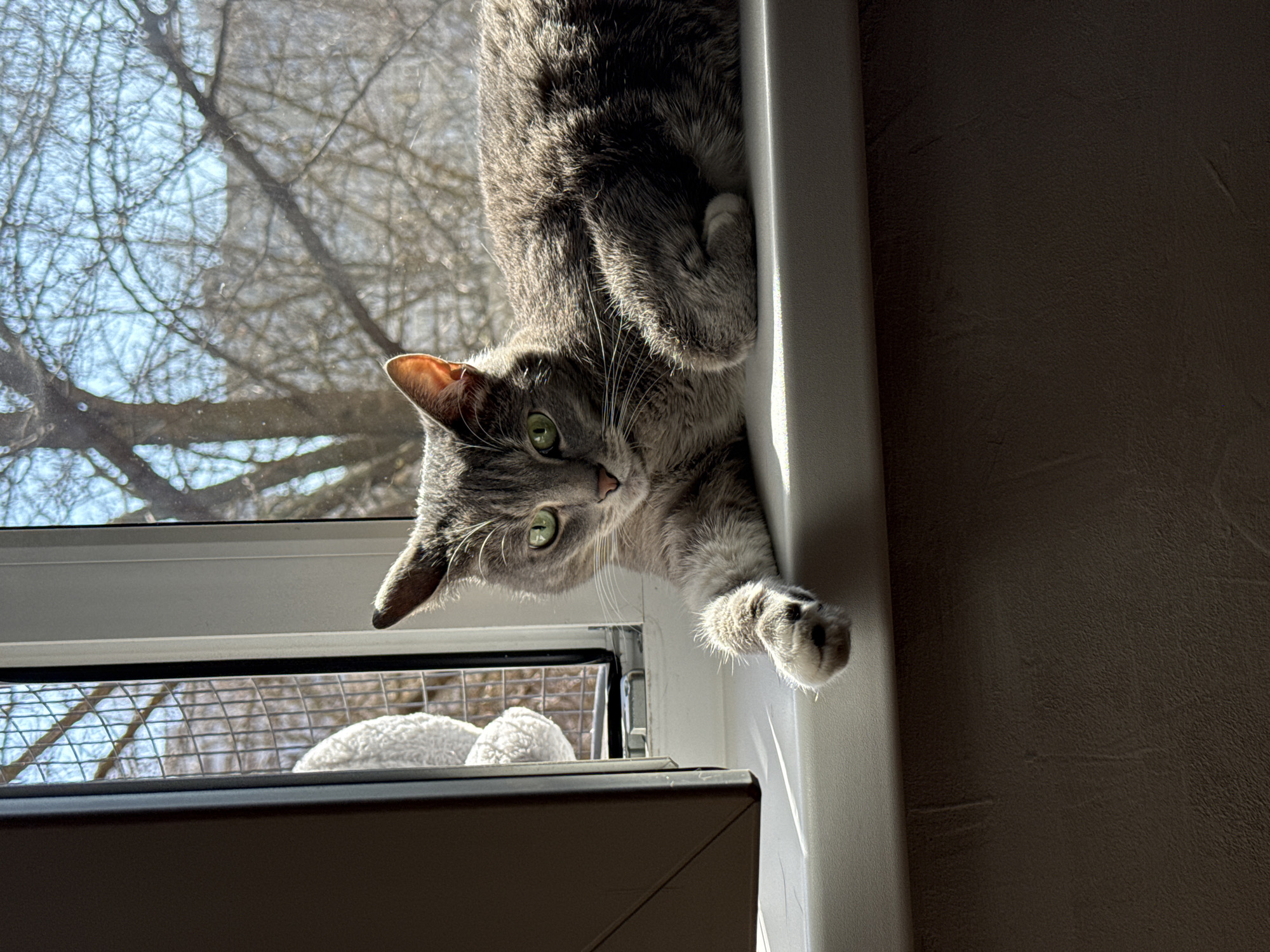 Playful grey tabby cat spotted at Moscow apartment window