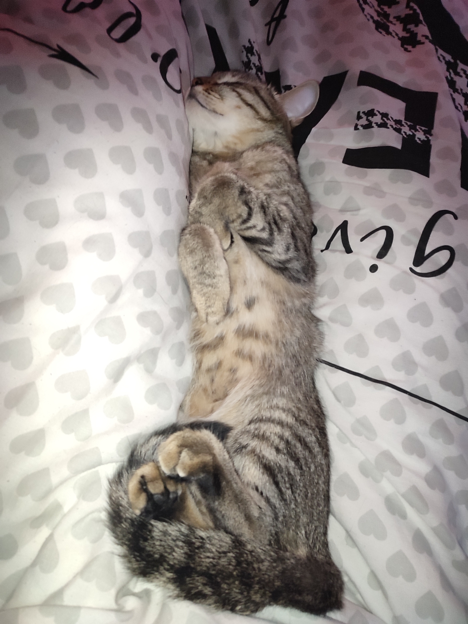 Sleeping cat and robot sculpture captured in Chaikovsky Russia