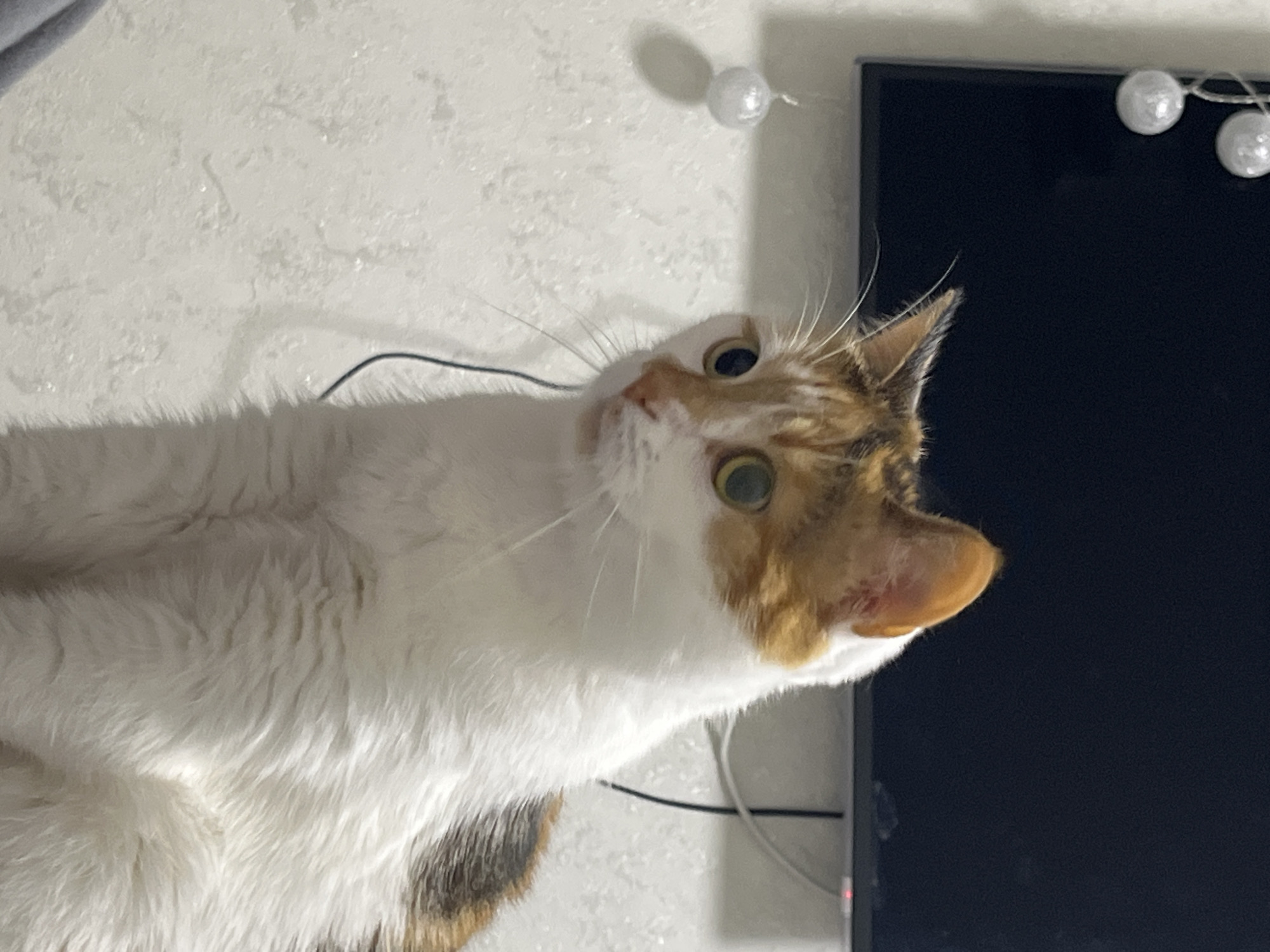 Calico cat relaxing at home in Kyiv
