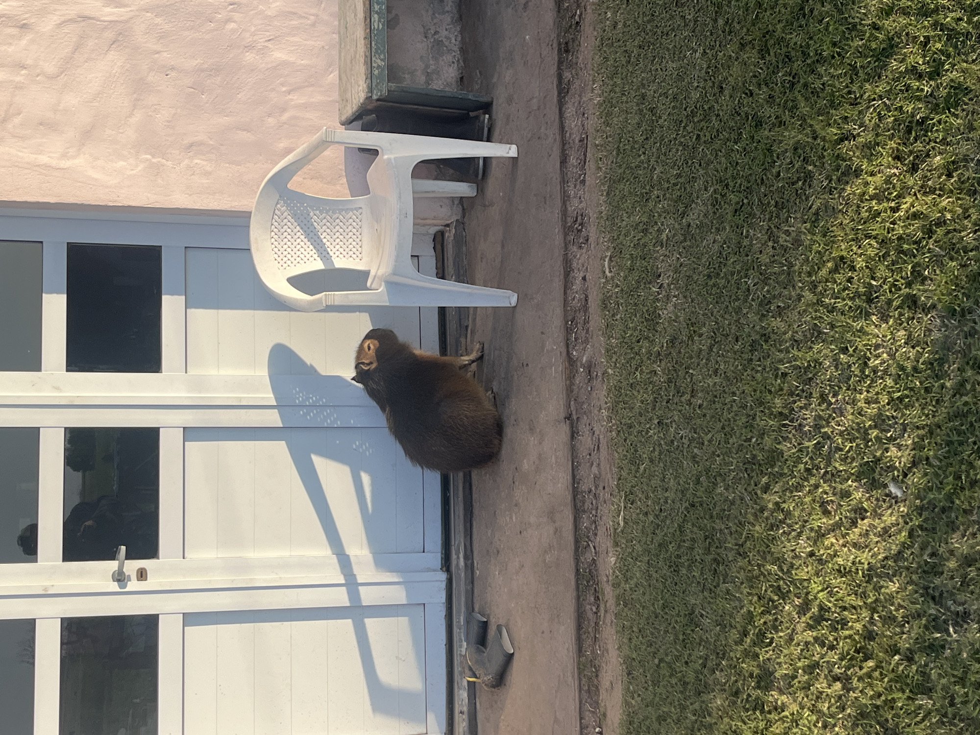 Capybara spotted wandering residential and rural areas in Dolores, Argentina