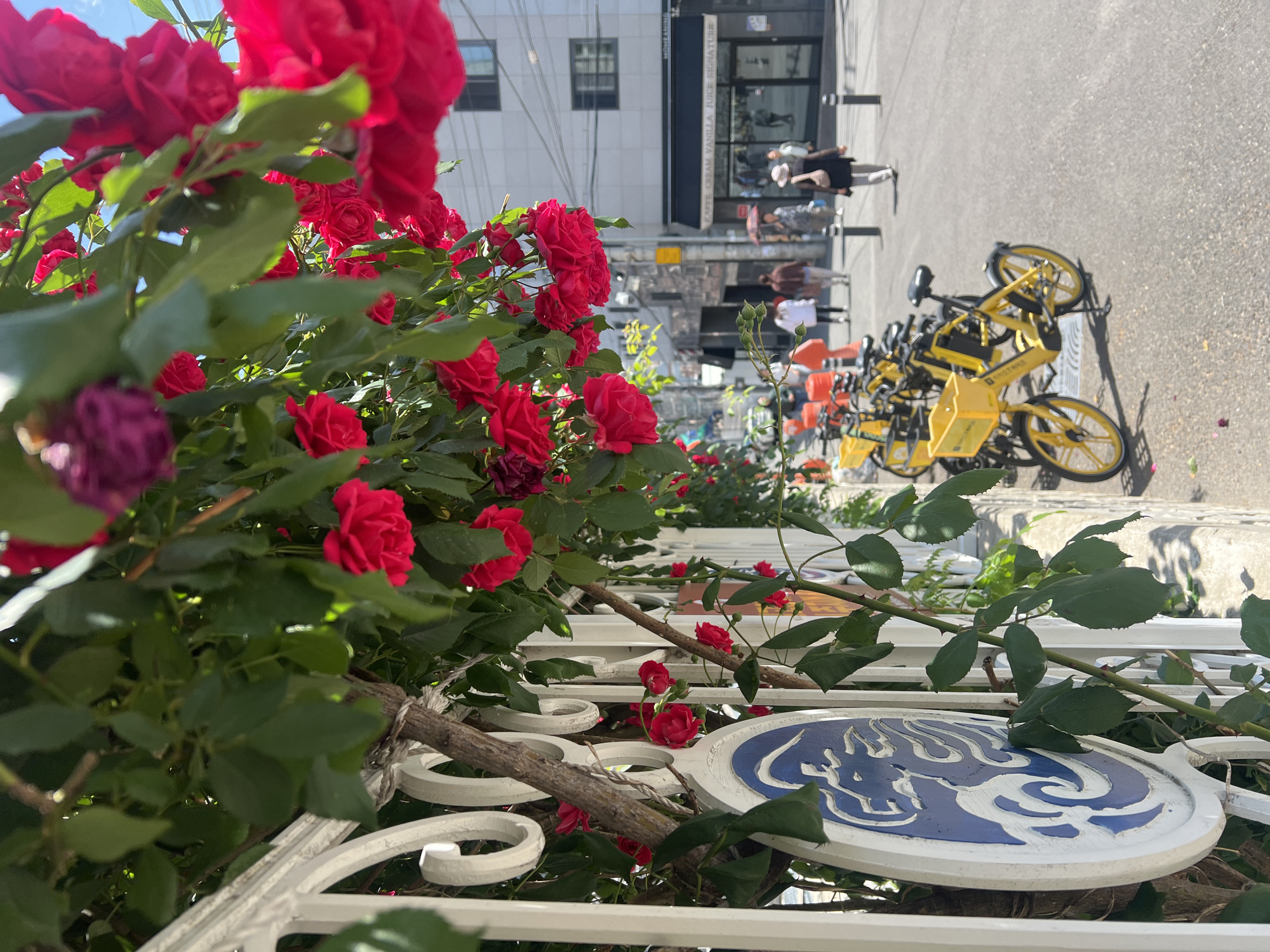 Woman takes selfie near roses on Daegu street