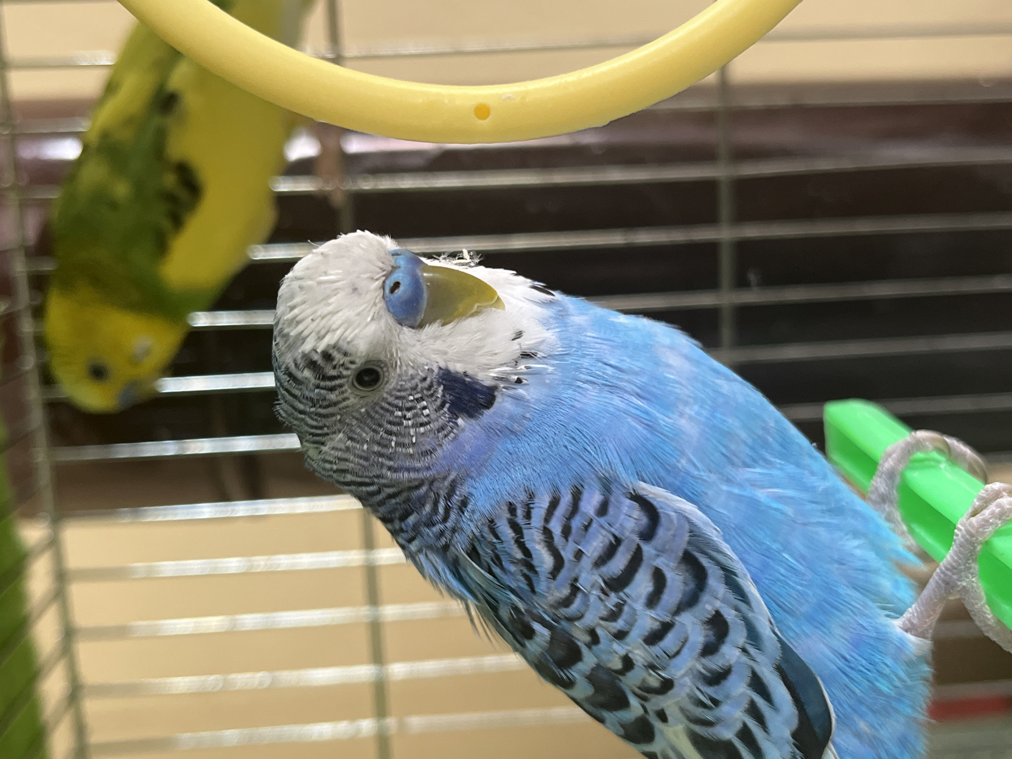 Pet budgerigars observed in cages in Shumen, Bulgaria