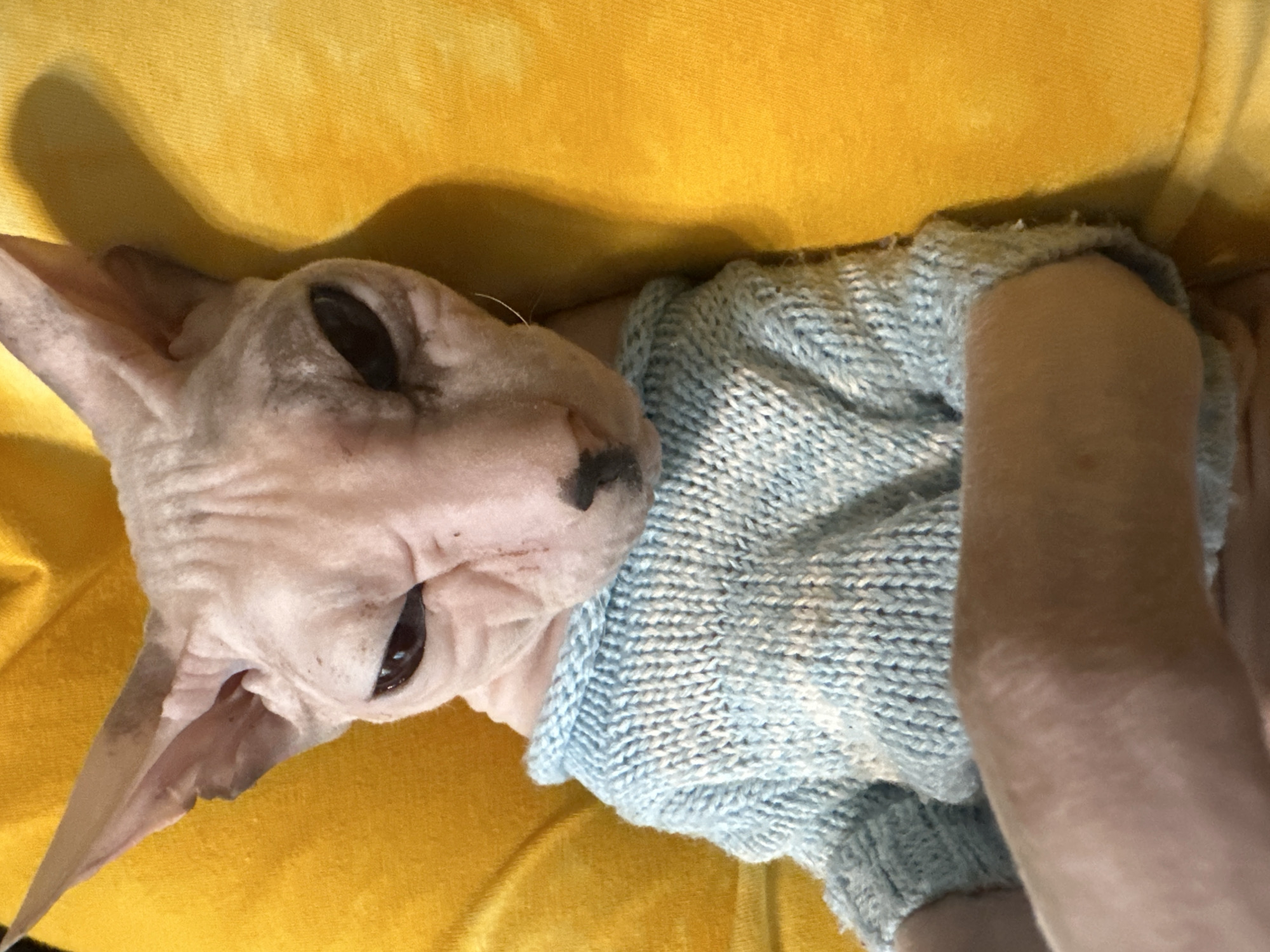 Sphynx cat naps on yellow blanket, tarot card nearby