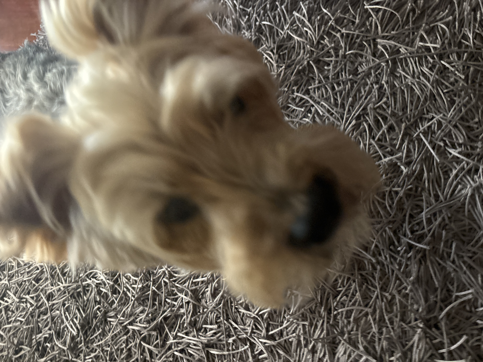 Morning domestic moments with Yorkshire Terrier captured in Budva