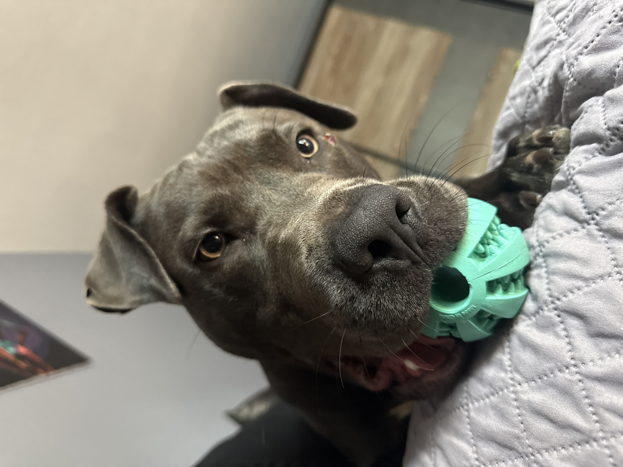 Pit bull plays with teal chew toy on a Varna bed
