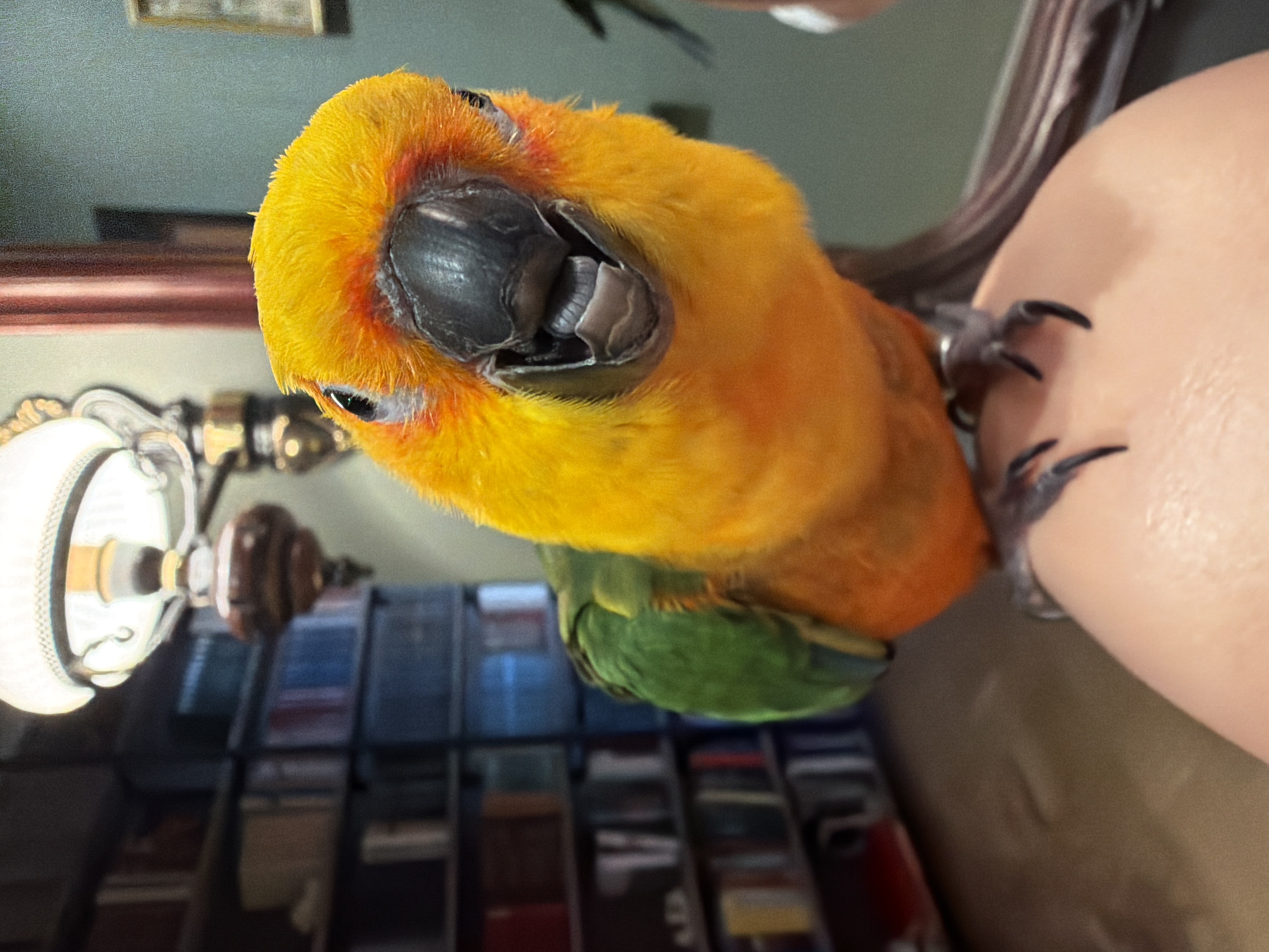 Sun conure parrot bonding time in Khimki