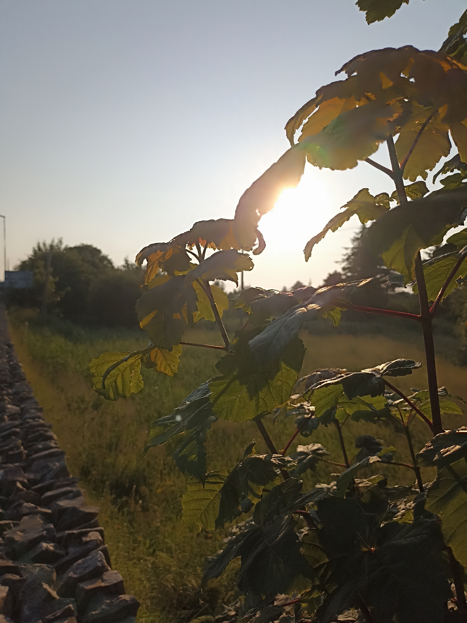 Evening stroll through Annagry's flowers, walls, and greenery