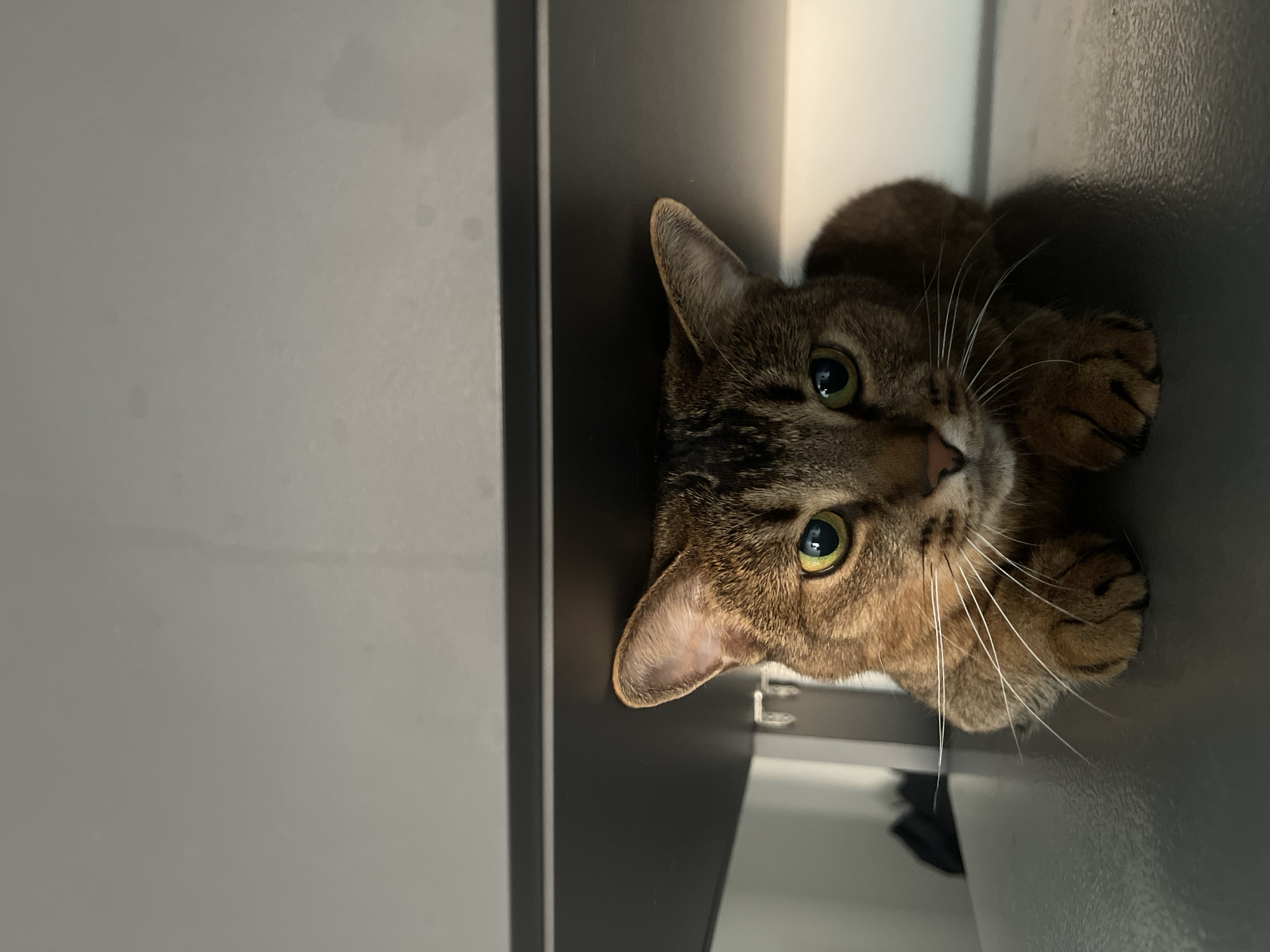 Tabby cat photographed in cabinet in Lyubertsy, Russia