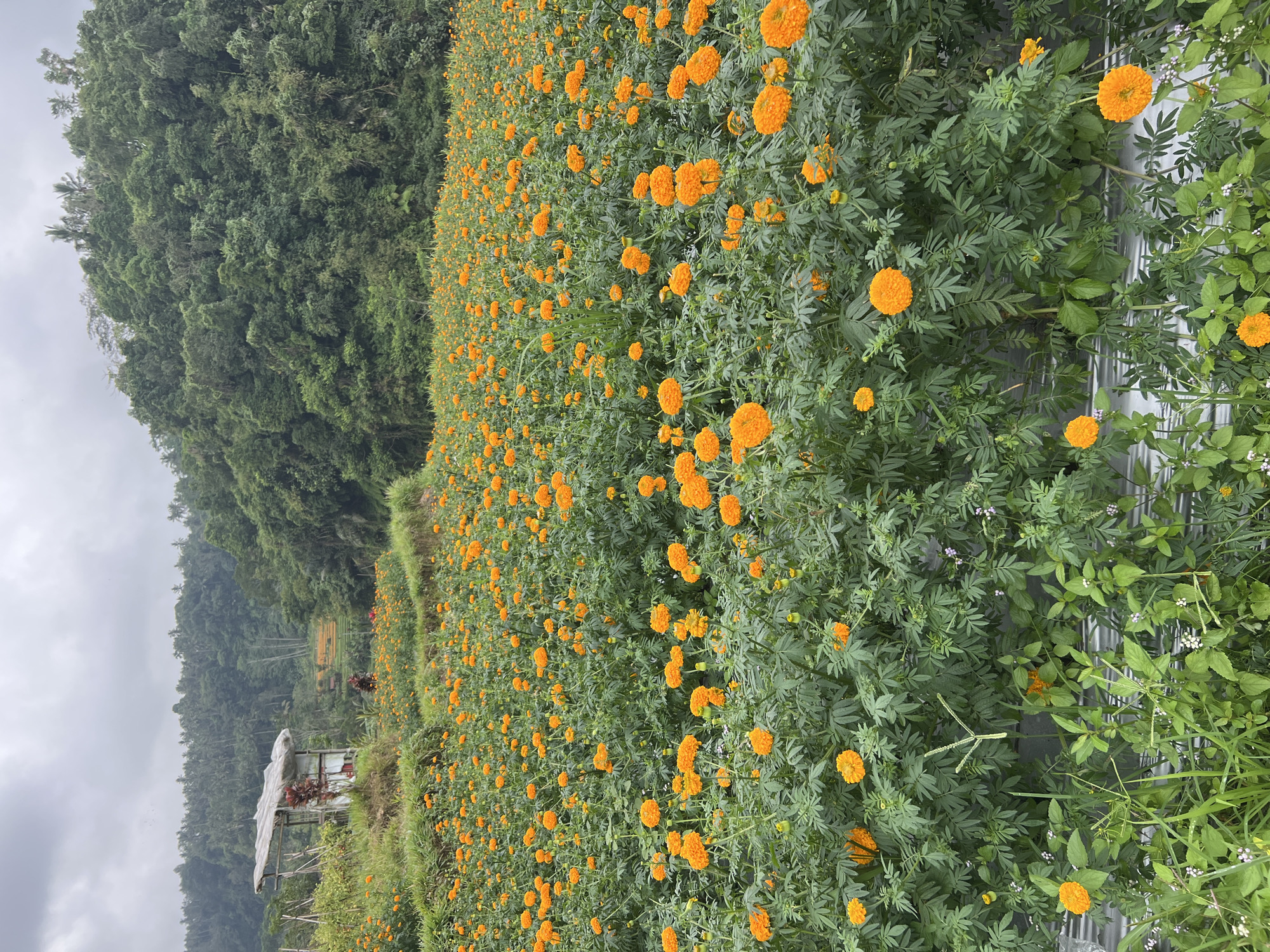 Terraced marigold fields in full bloom, Rendang, Bali