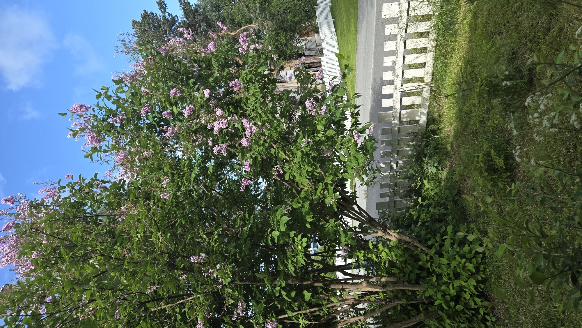 Summer morning in Tynset — garden blooms and a quiet interior