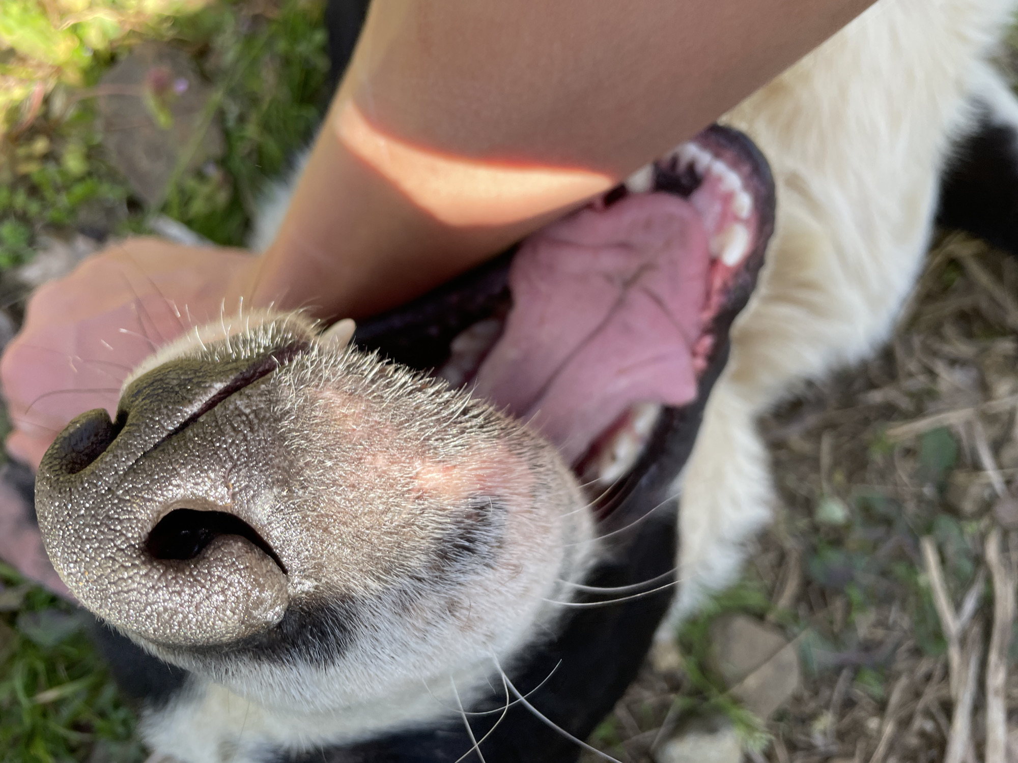 Dogs play with owner on sunny afternoon in Zlatograd