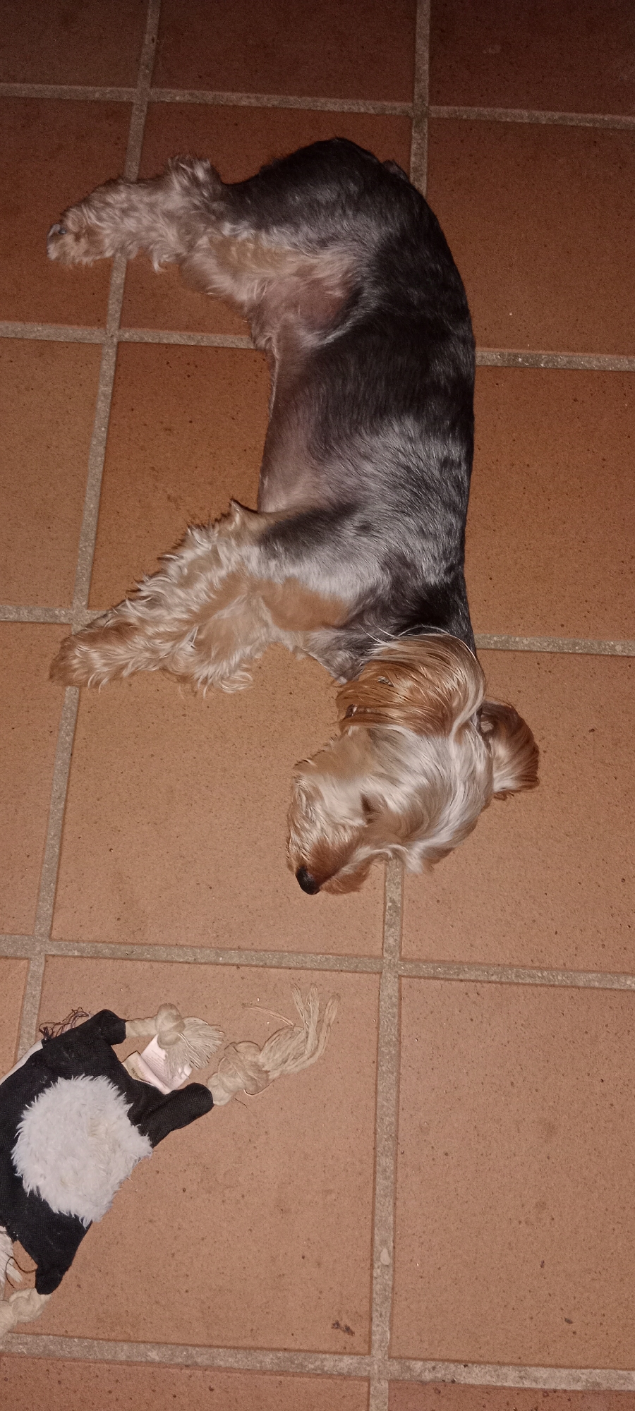Yorkshire Terrier relaxes and snacks at home in Galapagar