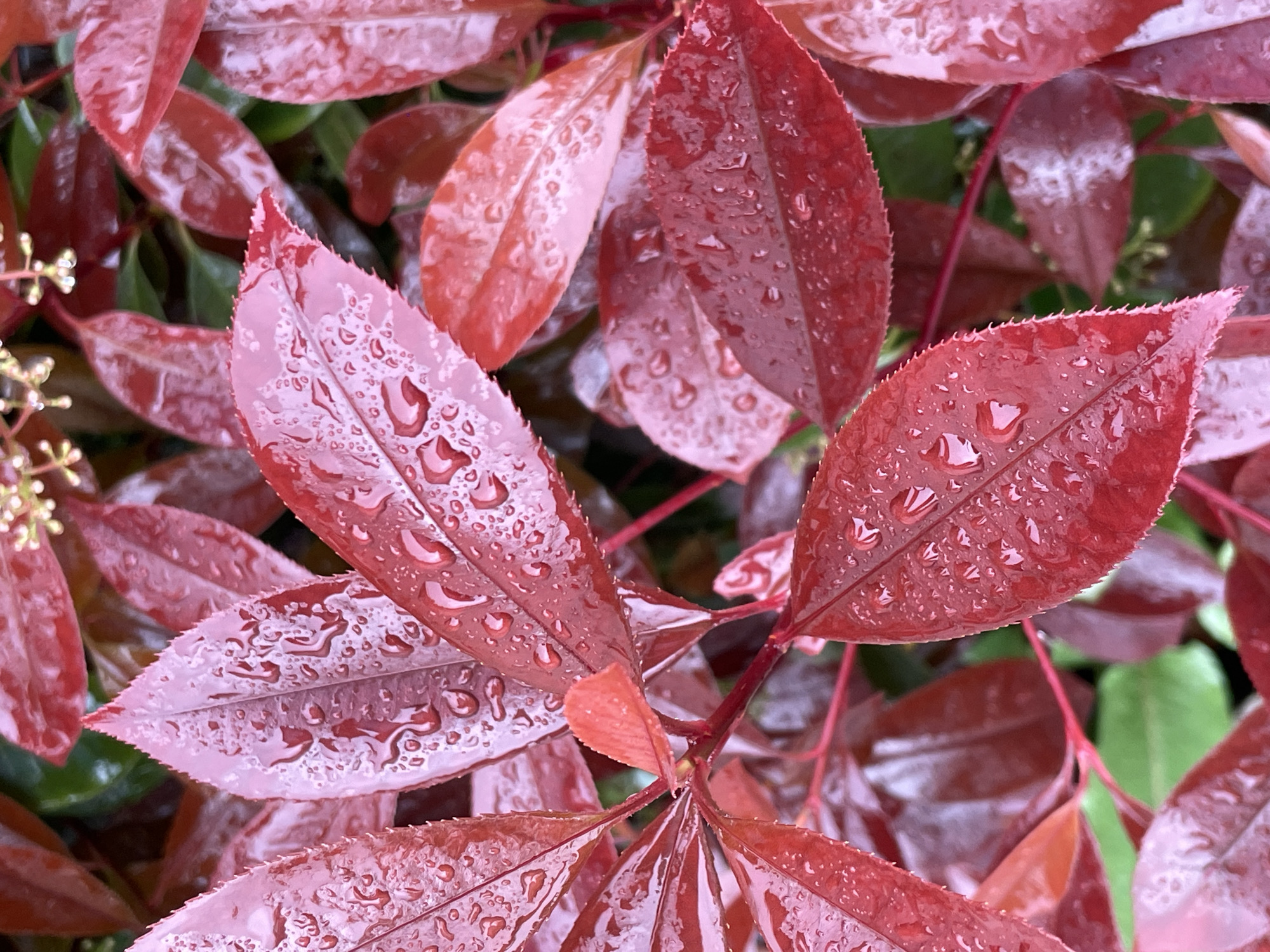 Morning rain and fog blanket Sochi vegetation, cityscape