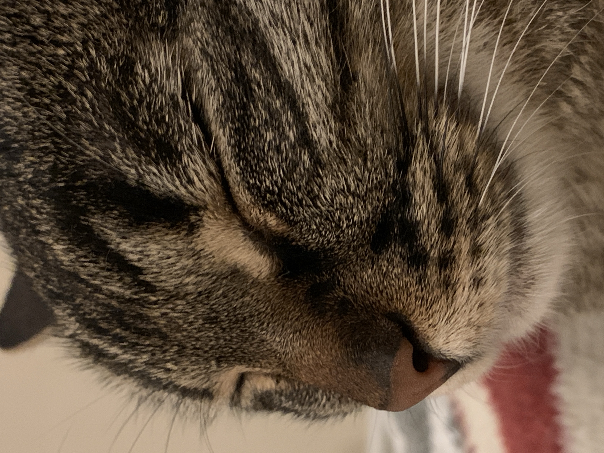 Tabby cat photographed resting in Fethiye, Turkey